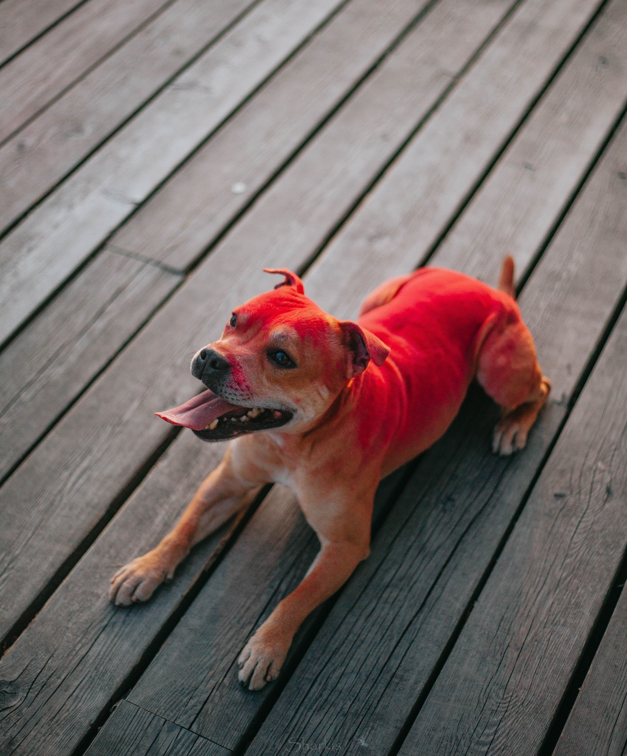 Шмель и Дрель. Фотограф Елизавета Филатова