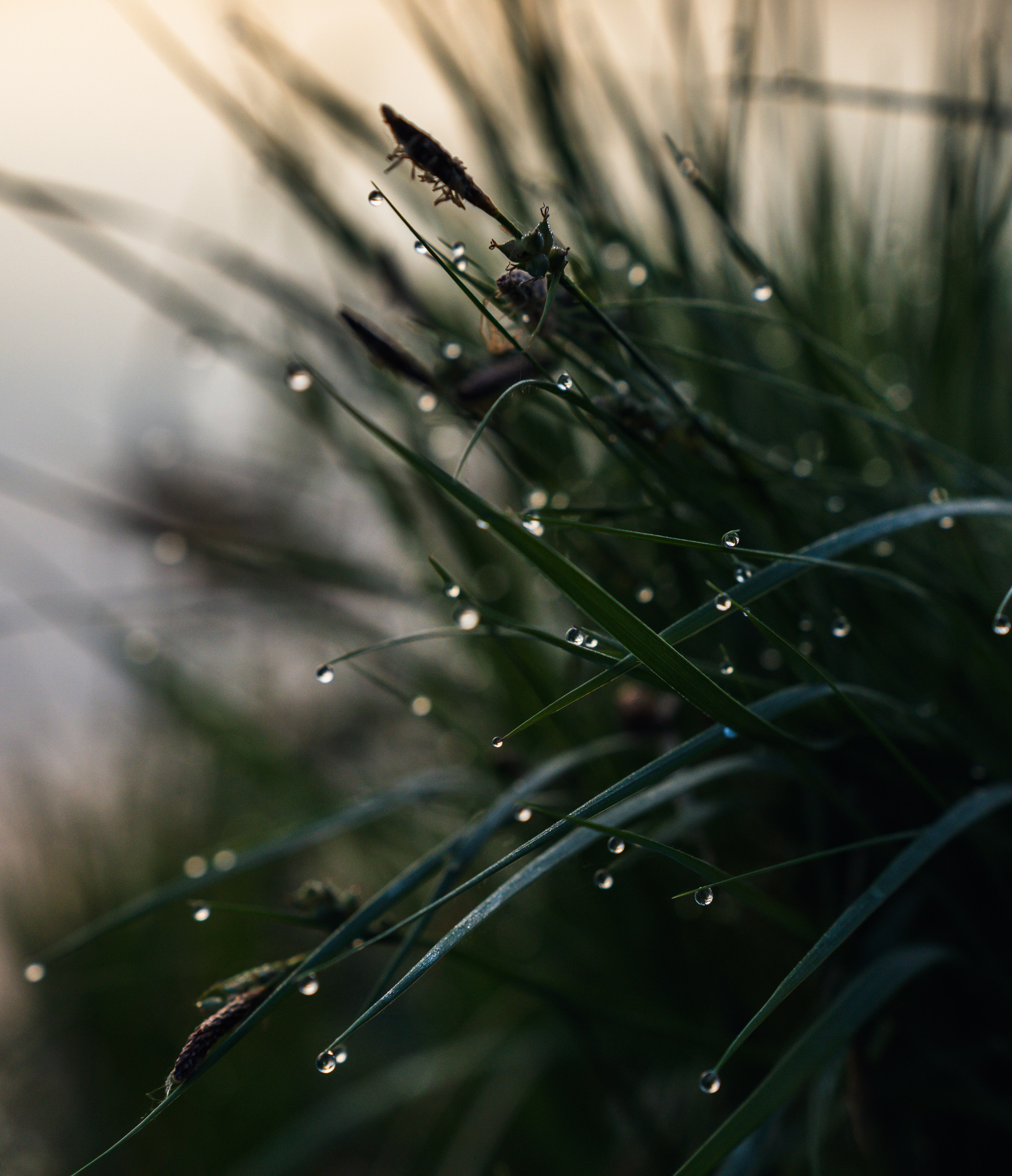 Встреча лета на озере Донцо. Предметный фотограф Санкт-Петербург