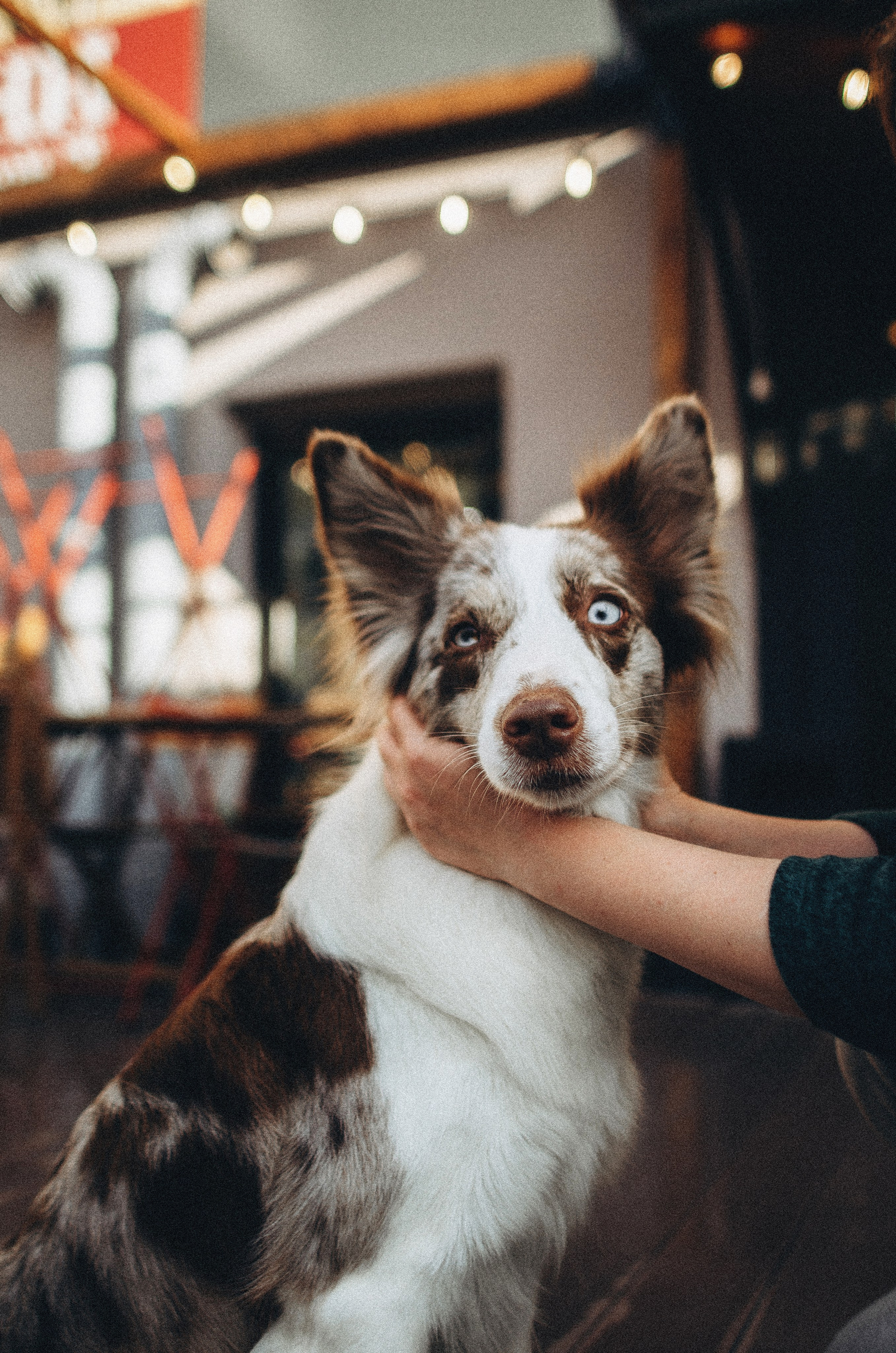 Алина и Бруна. Фотограф-анималист Богданова Полина