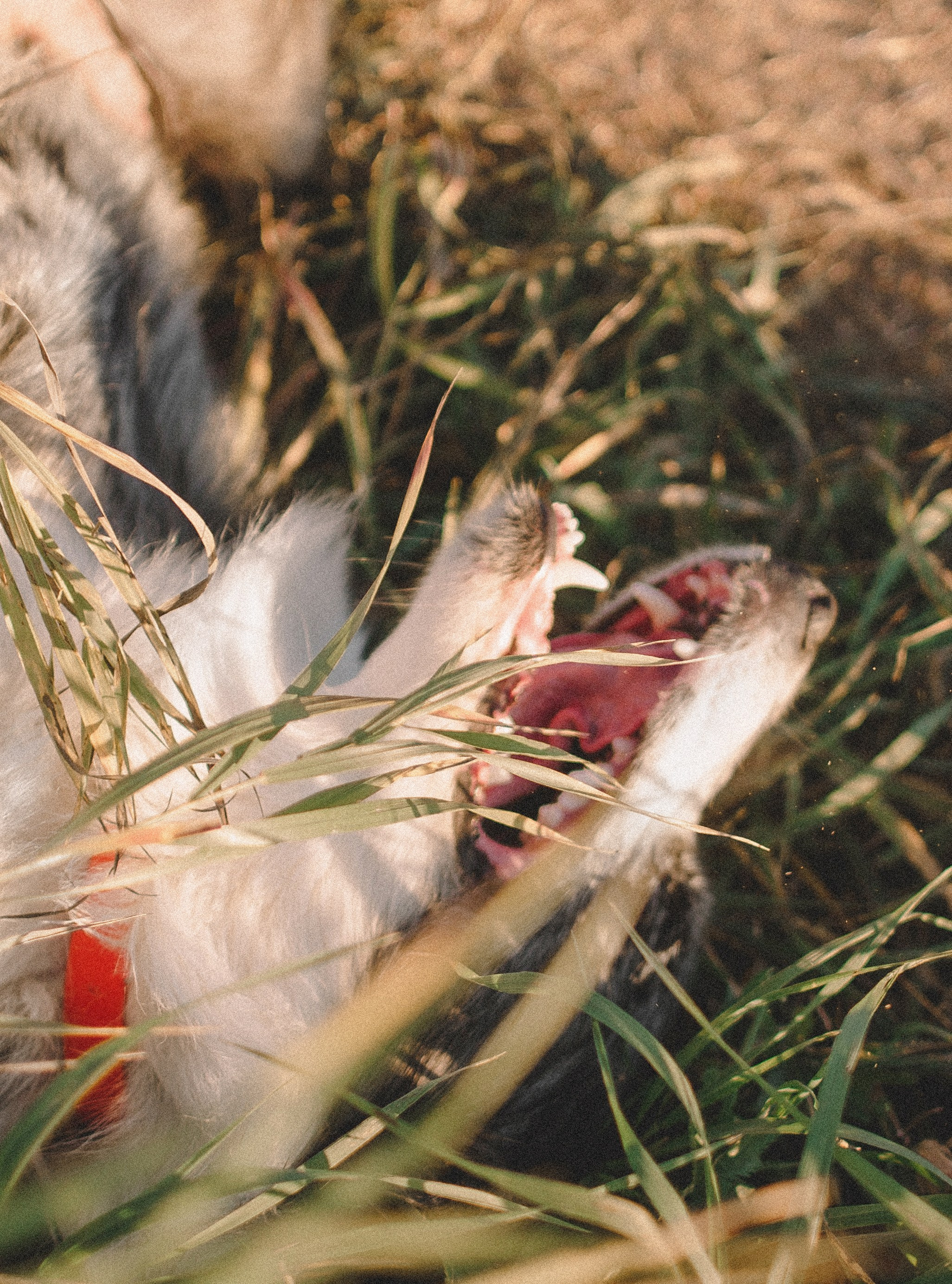 Таня и Бриллиант. Фотограф-анималист Богданова Полина