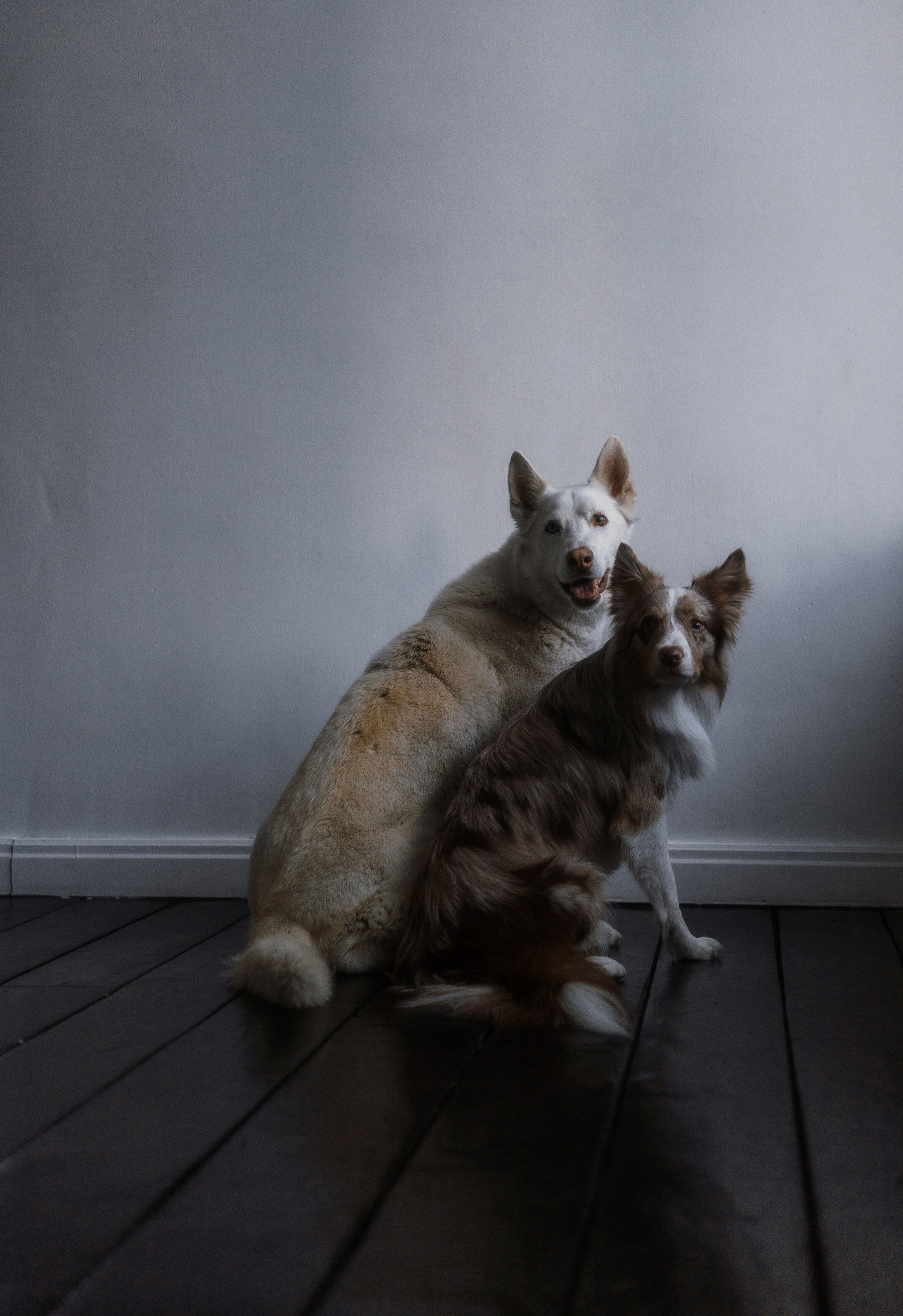 Аня, Дэймон и Грэй. Фотограф-анималист Богданова Полина