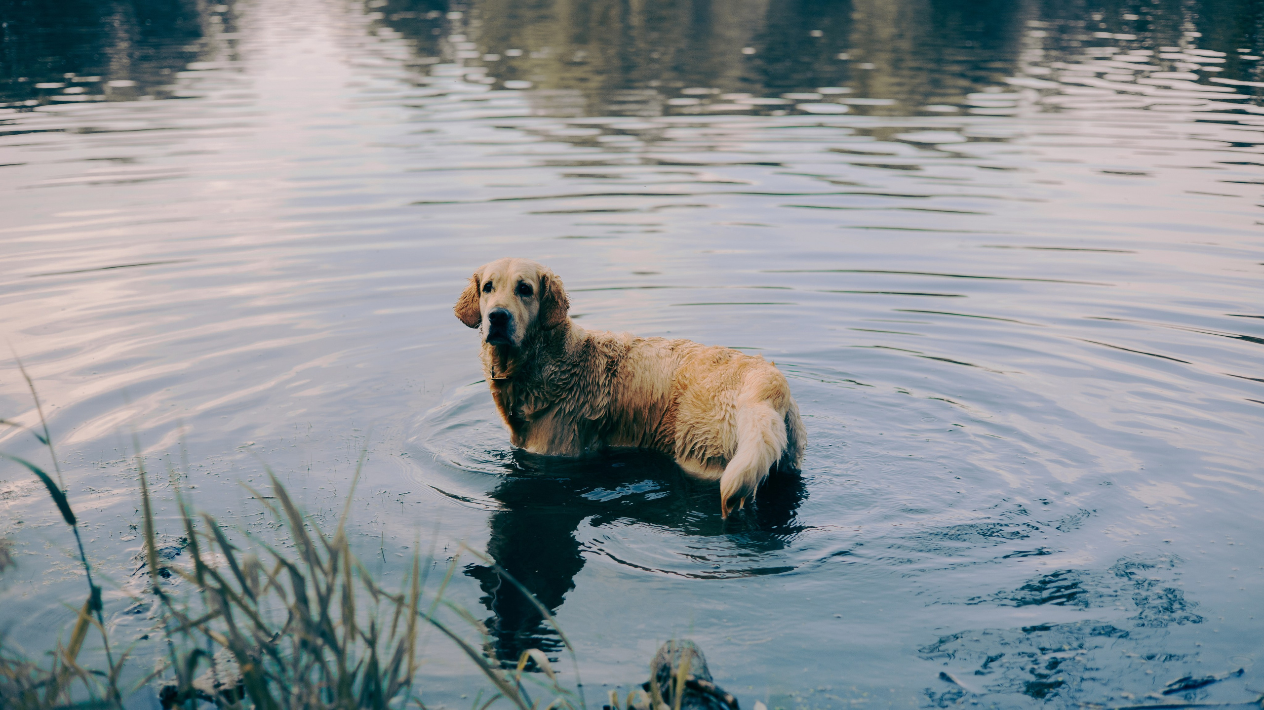 Марина и Чили. Фотограф-анималист Богданова Полина