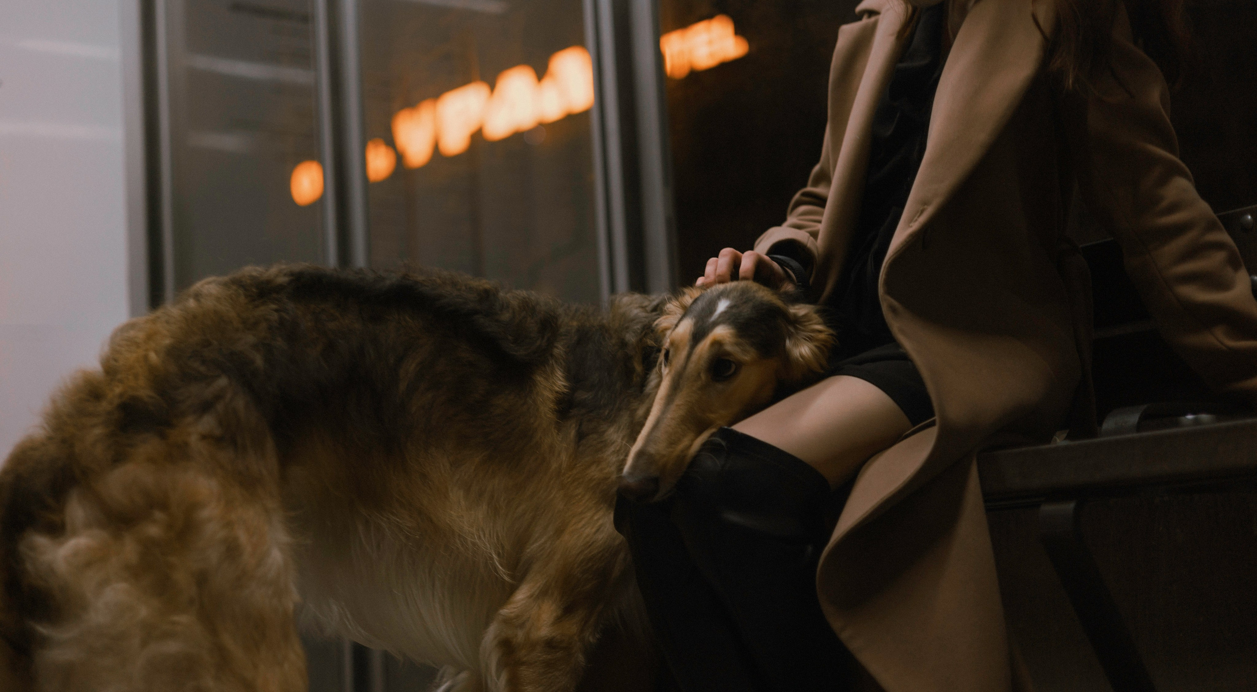 Алёна и Леви. Фотограф-анималист Богданова Полина