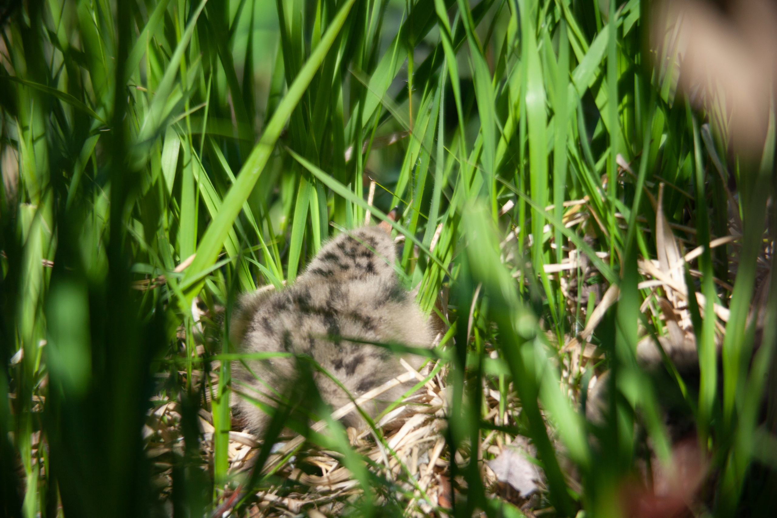Крачки. Фотограф Адигамова Юлия в Петербурге