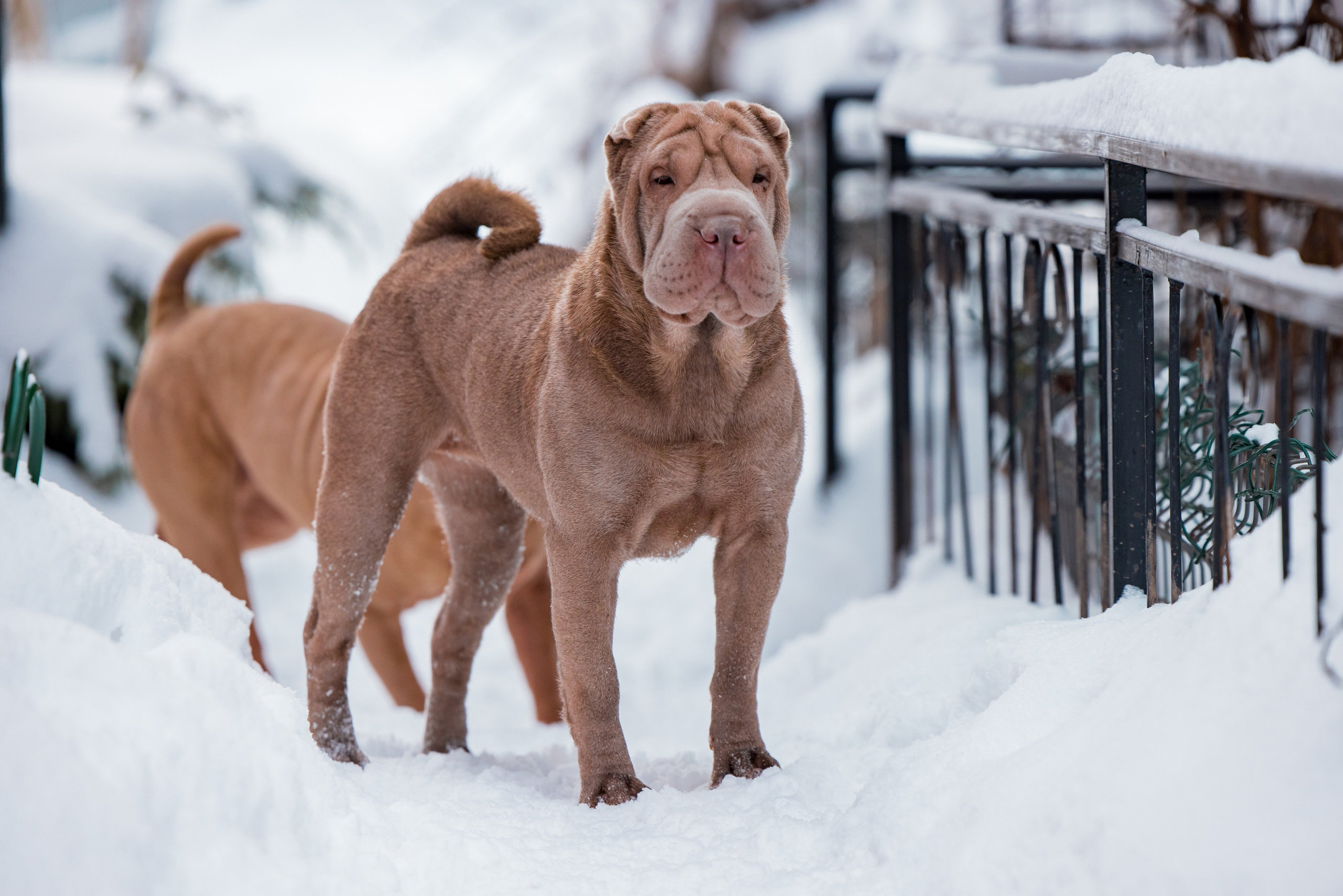 В гостях у шарпеев 16.01.2024. Фотограф-анималист Юлия Германика