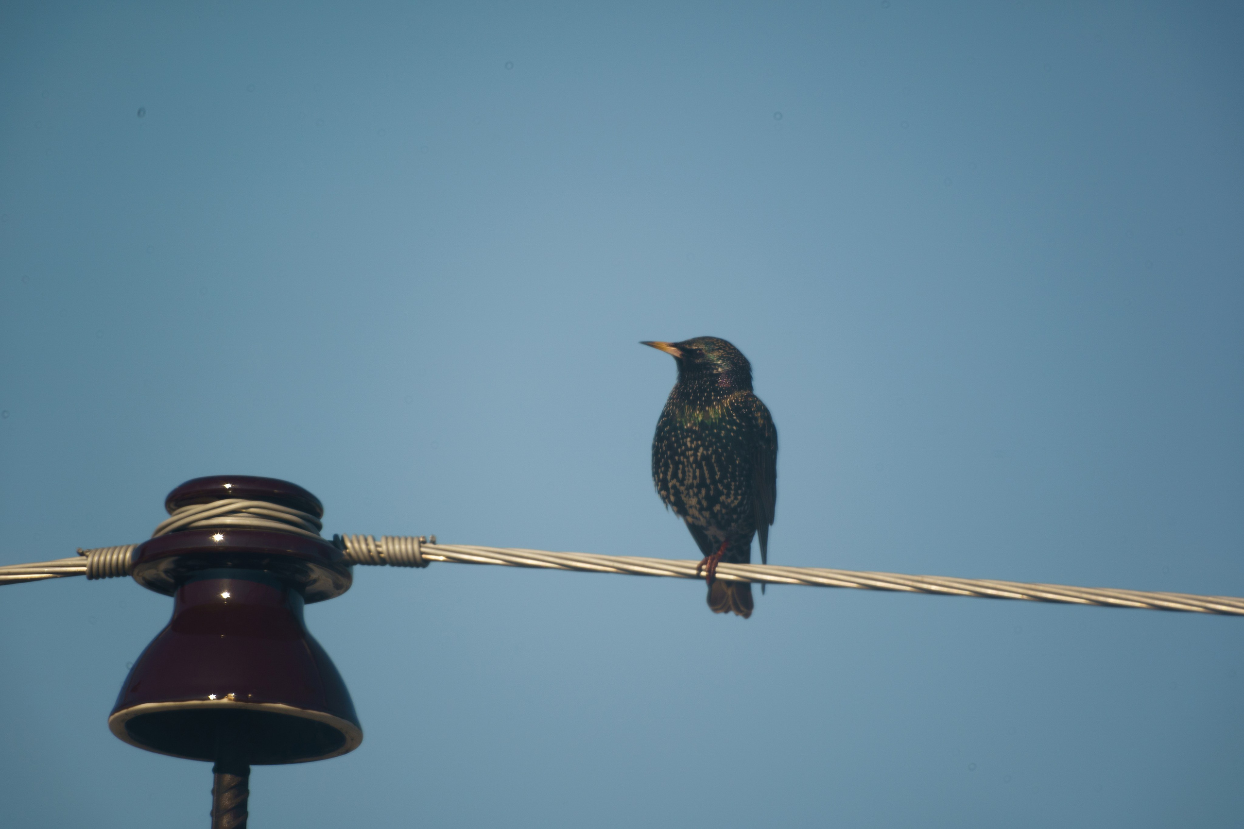 Animals — Животные