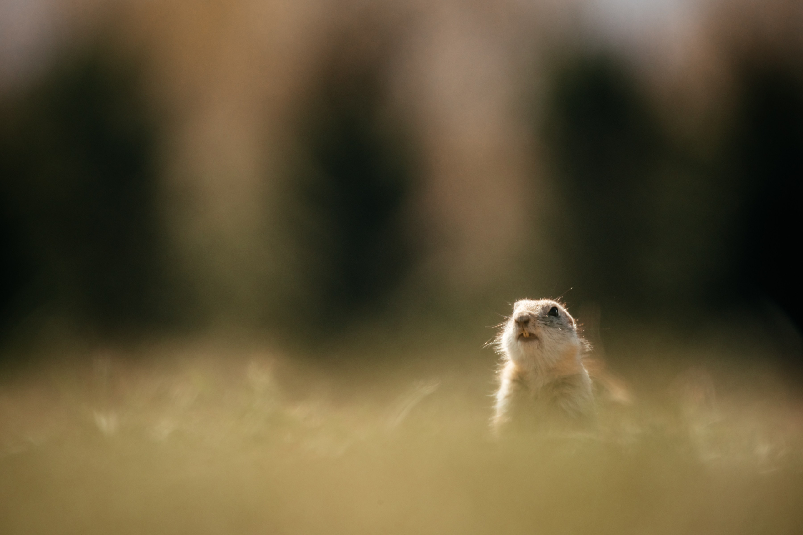 Суслики. Фотограф в Красноярске Оксана Корчагина