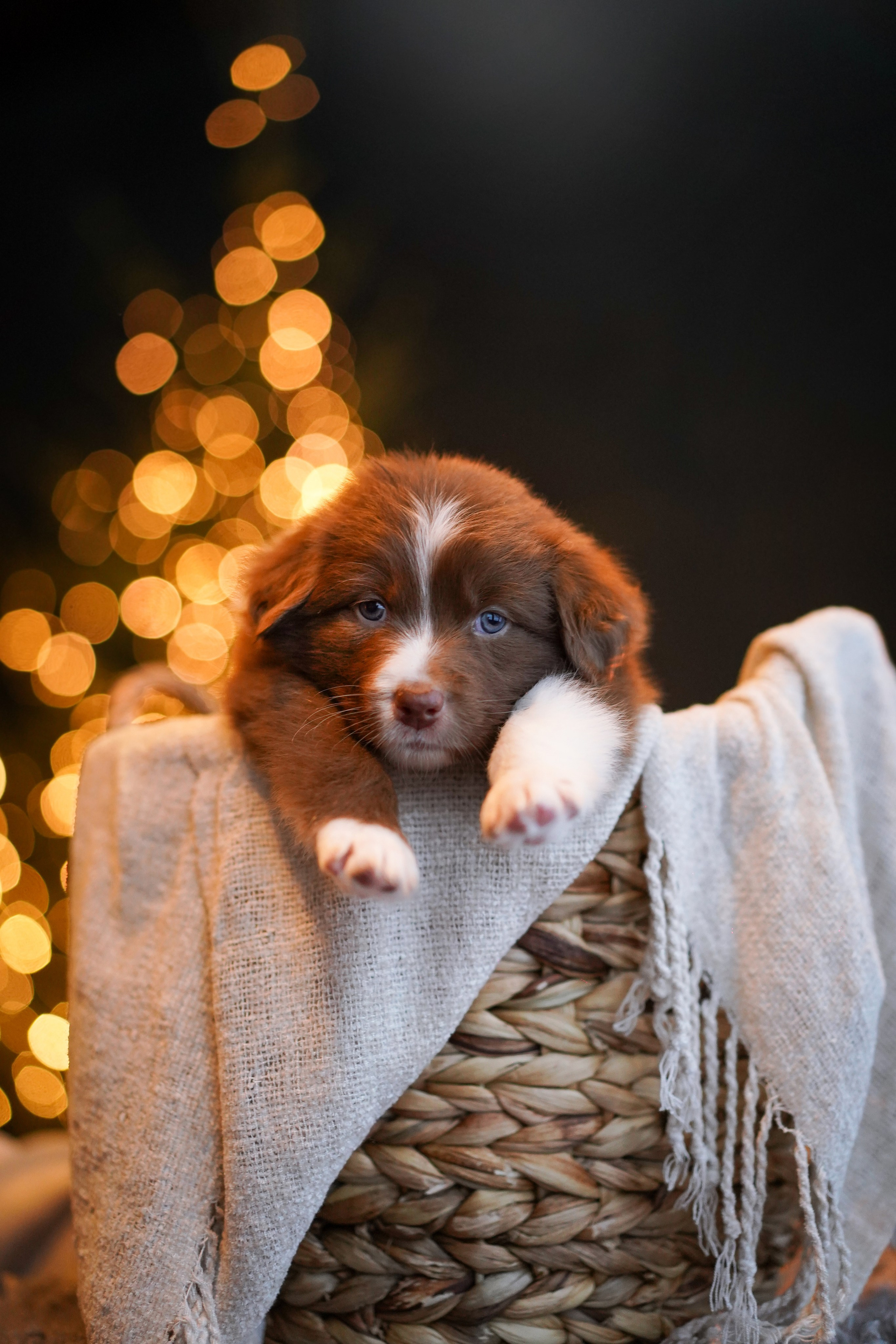 Щенки австралийской овчарки. Фотограф-анималист в Санкт-Петербурге Яна Мартынова