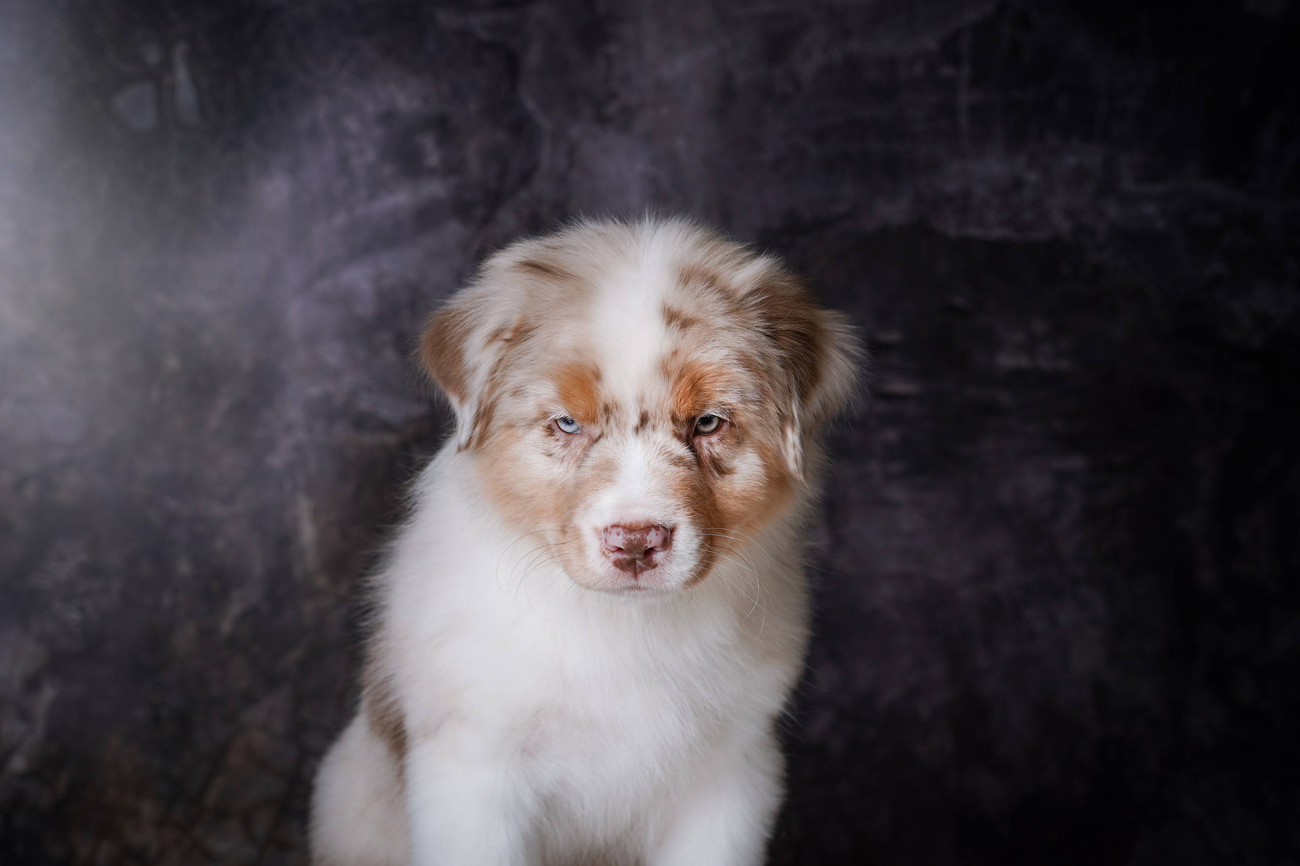 Щенки аусси. Фотограф-анималист в Санкт-Петербурге Яна Мартынова