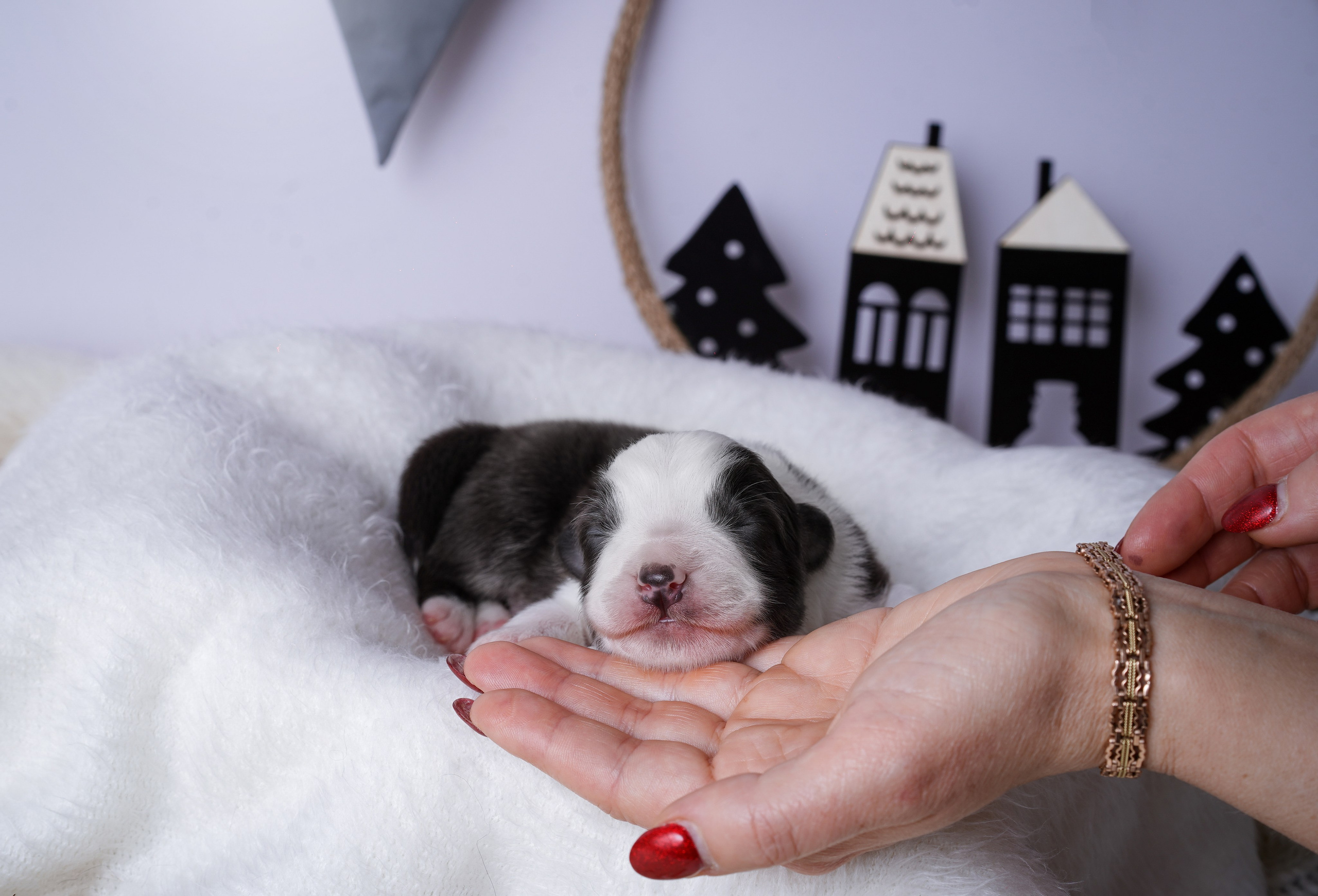 Щенки австралийской овчарки. Фотограф-анималист в Санкт-Петербурге Яна Мартынова