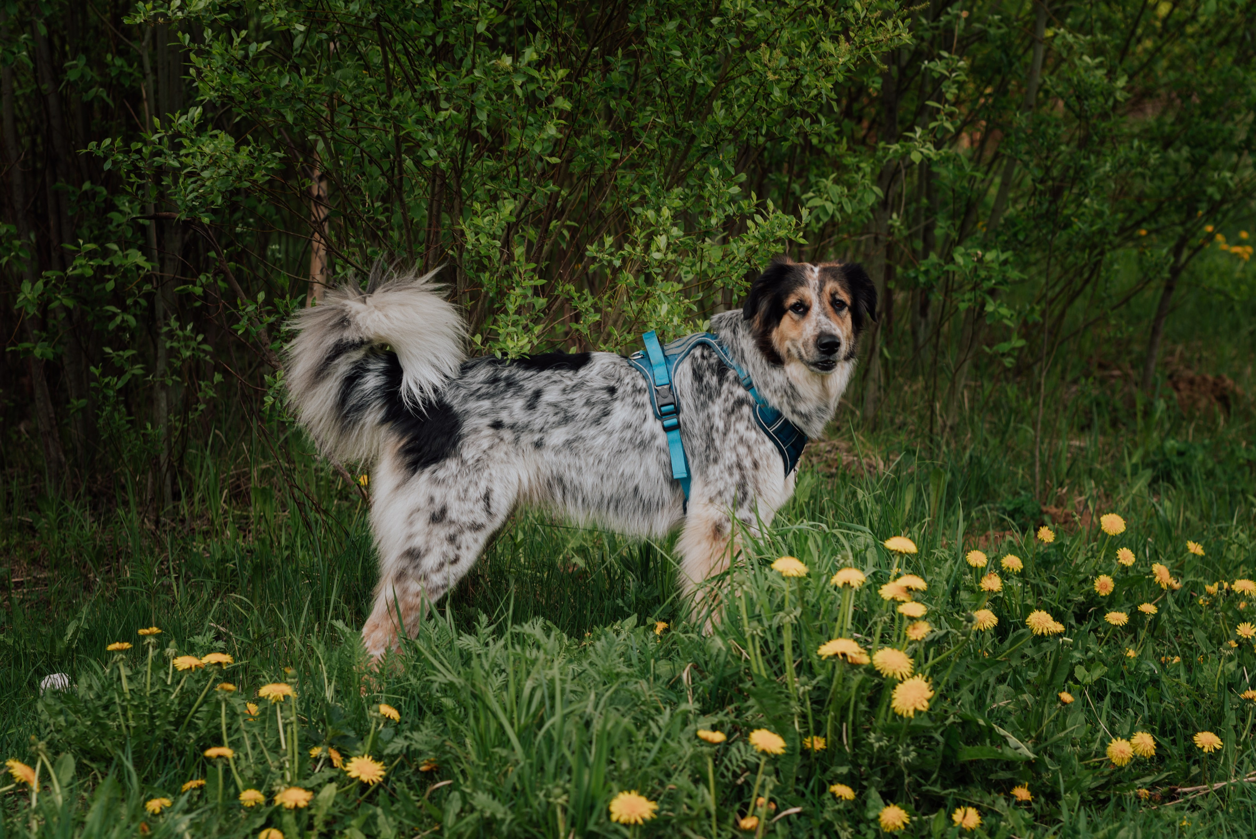 Фотовыходные с питомцами Мурино. Фотограф в Санкт-Петербурге и Ленинградской области