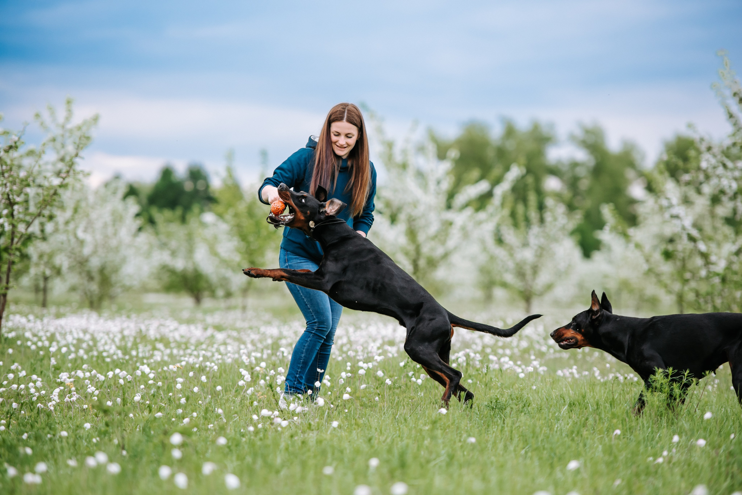 Цветение с доберманами. Фотограф Диана Оленина Красноярск / Братск