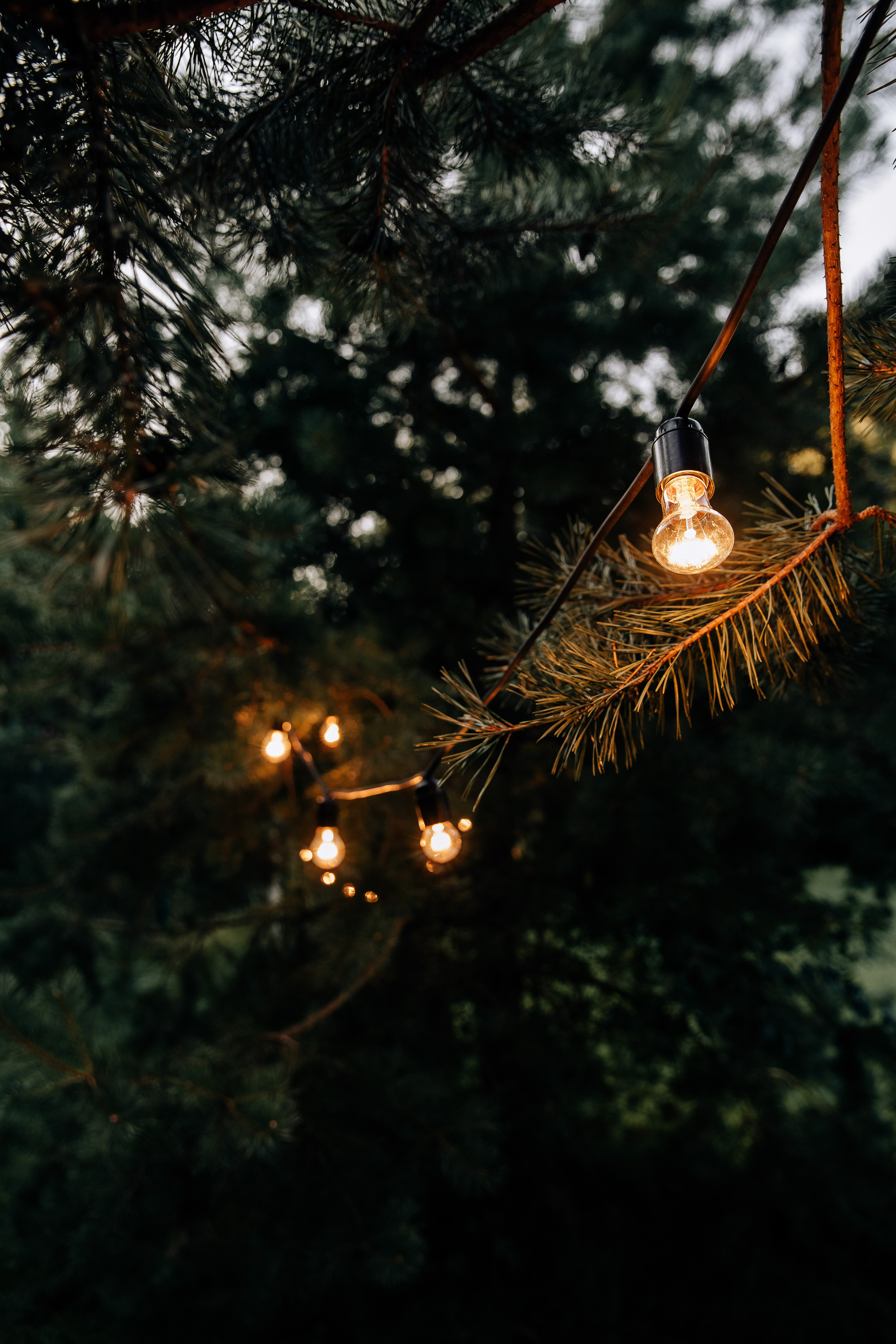 Forest. Свадебный фотограф Ярославль, Рыбинск