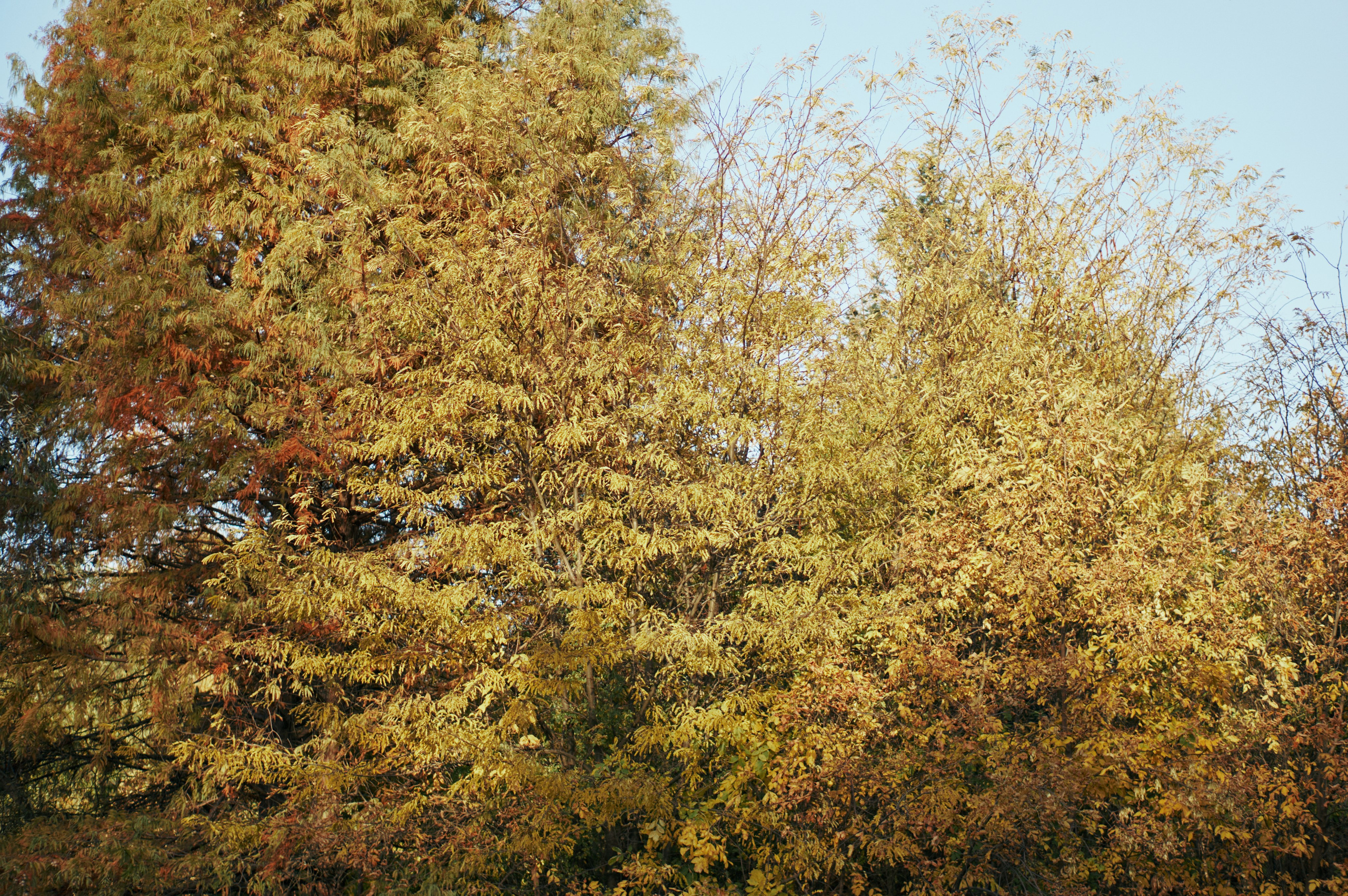 ПЛЕНЭР. Кныш Юлия-ваш фотограф!