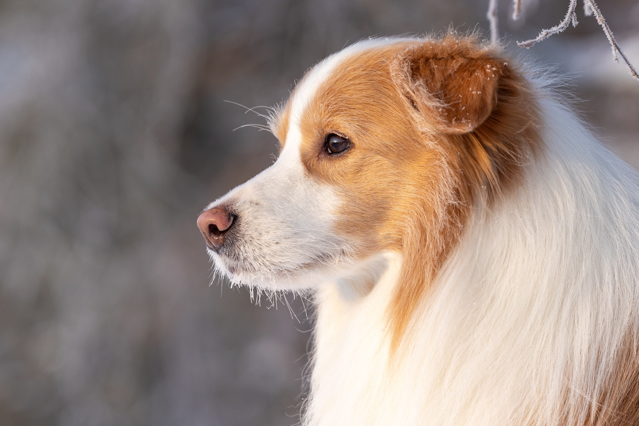 Бордер колли Прайм, Вэй и Лёля. Фотограф-анималист Natalia Deingel | Фотосъемка собак в Москве