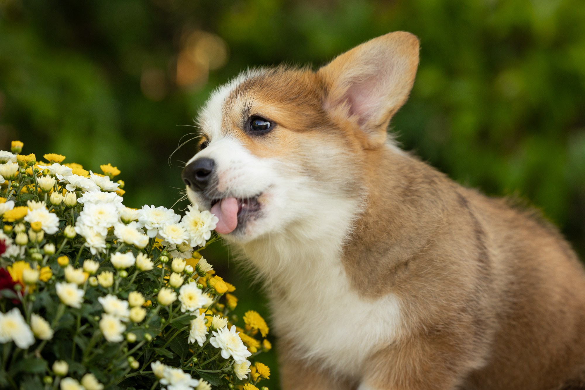 Фотосъёмки щенков. Фотограф-анималист Natalia Deingel | Фотосъемка собак в Москве