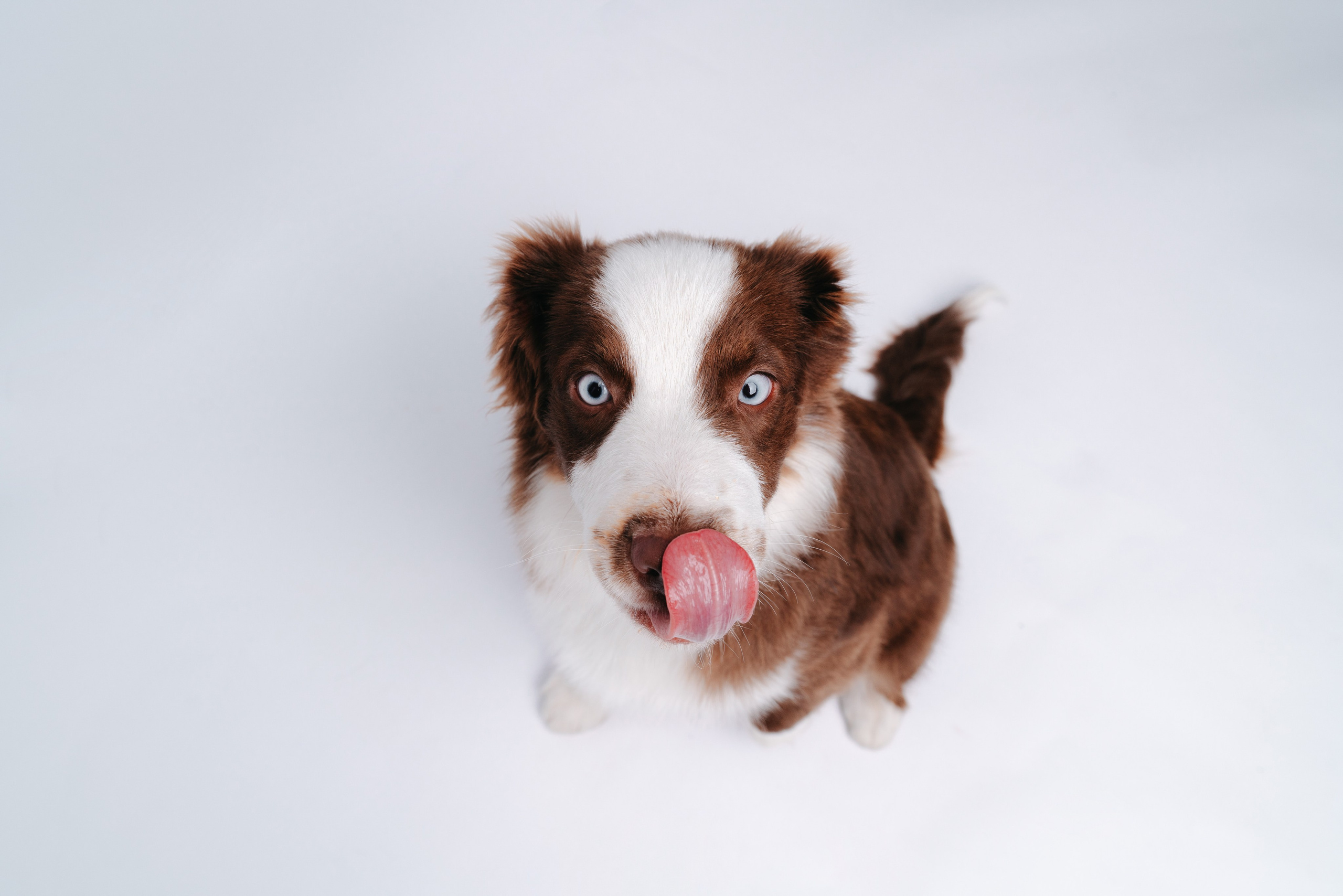Миниаусси Дайс. Фотограф анималист Осипчикова Мария