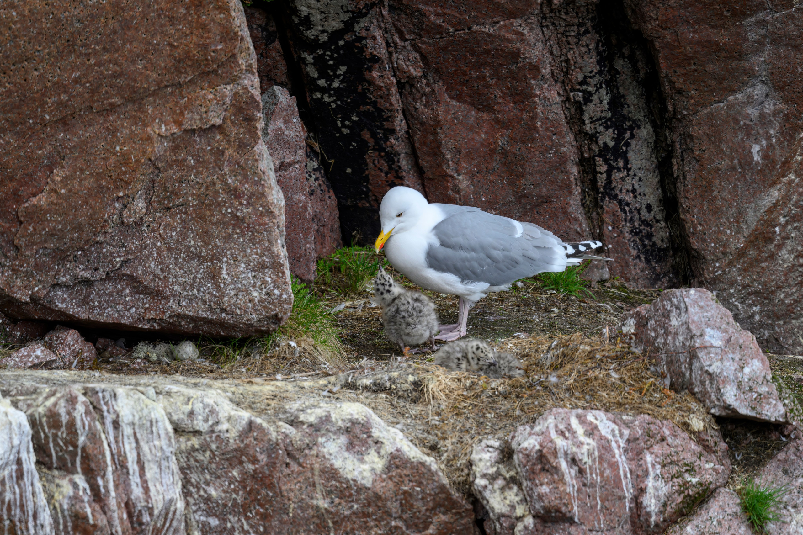 Мурманская область. Июнь 2024. Фотограф Сергей Пупонин