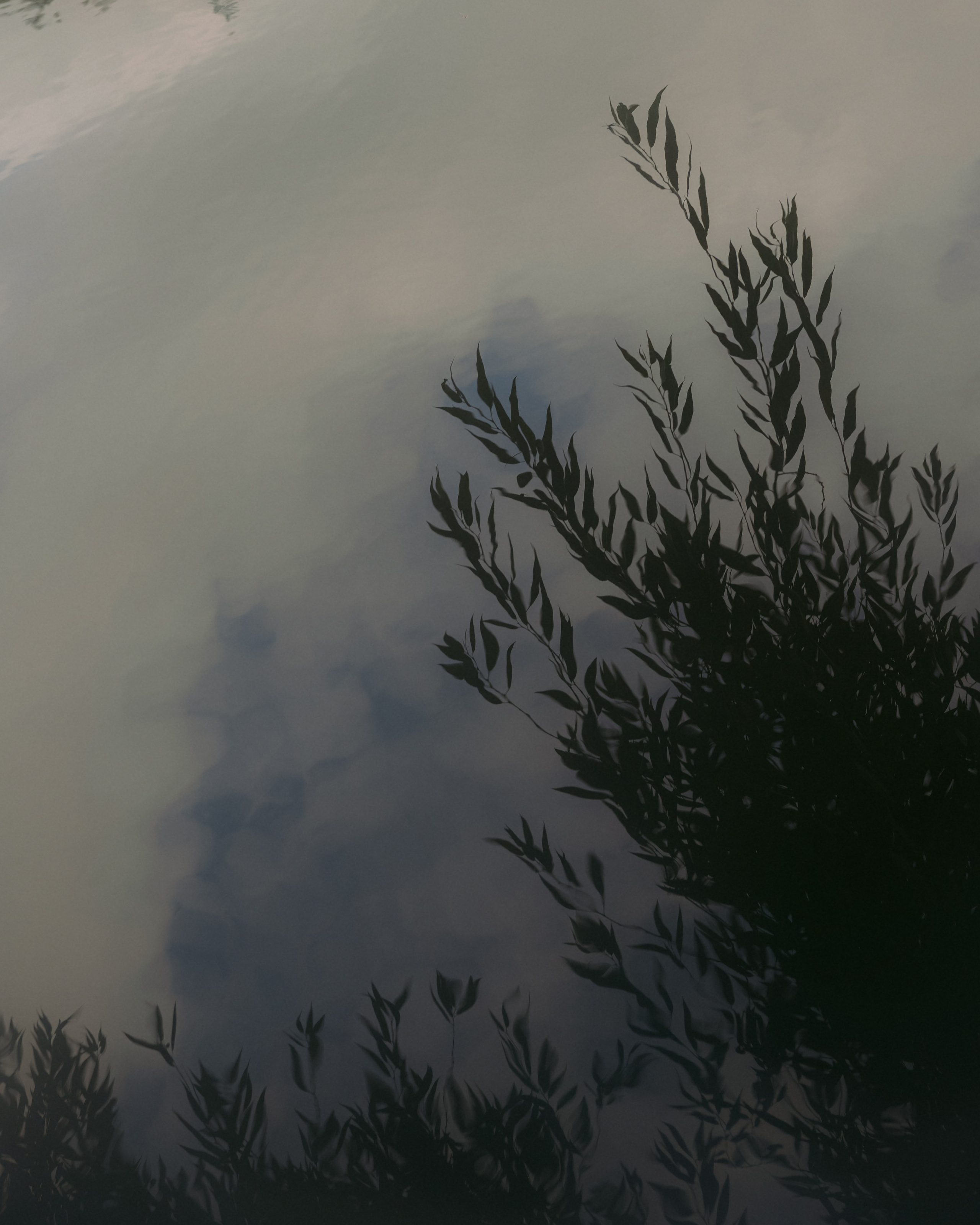 Лебеди. Свадебный фотограф Воронеж Москва СПБ