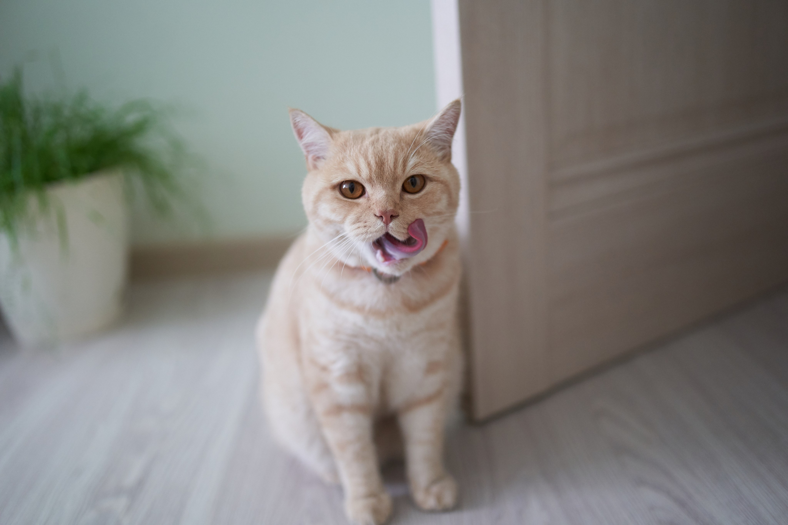 Фотосессия кота. Мужская фотосессия в СПб|Ирина Курманаева