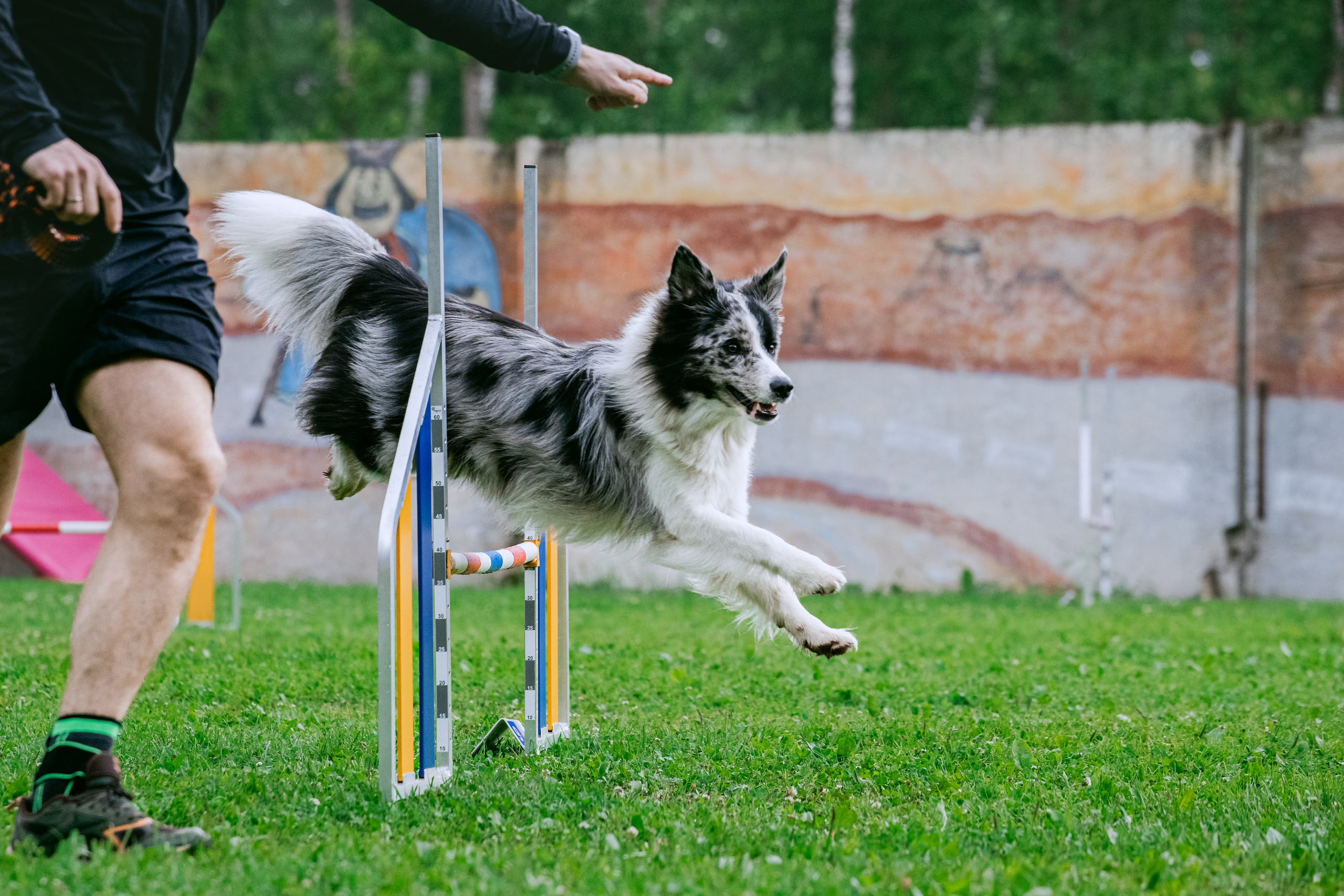 Соревнования по аджилити Долгопрудный 30.06.2025. Фотограф-анималист Татьяна Степанова