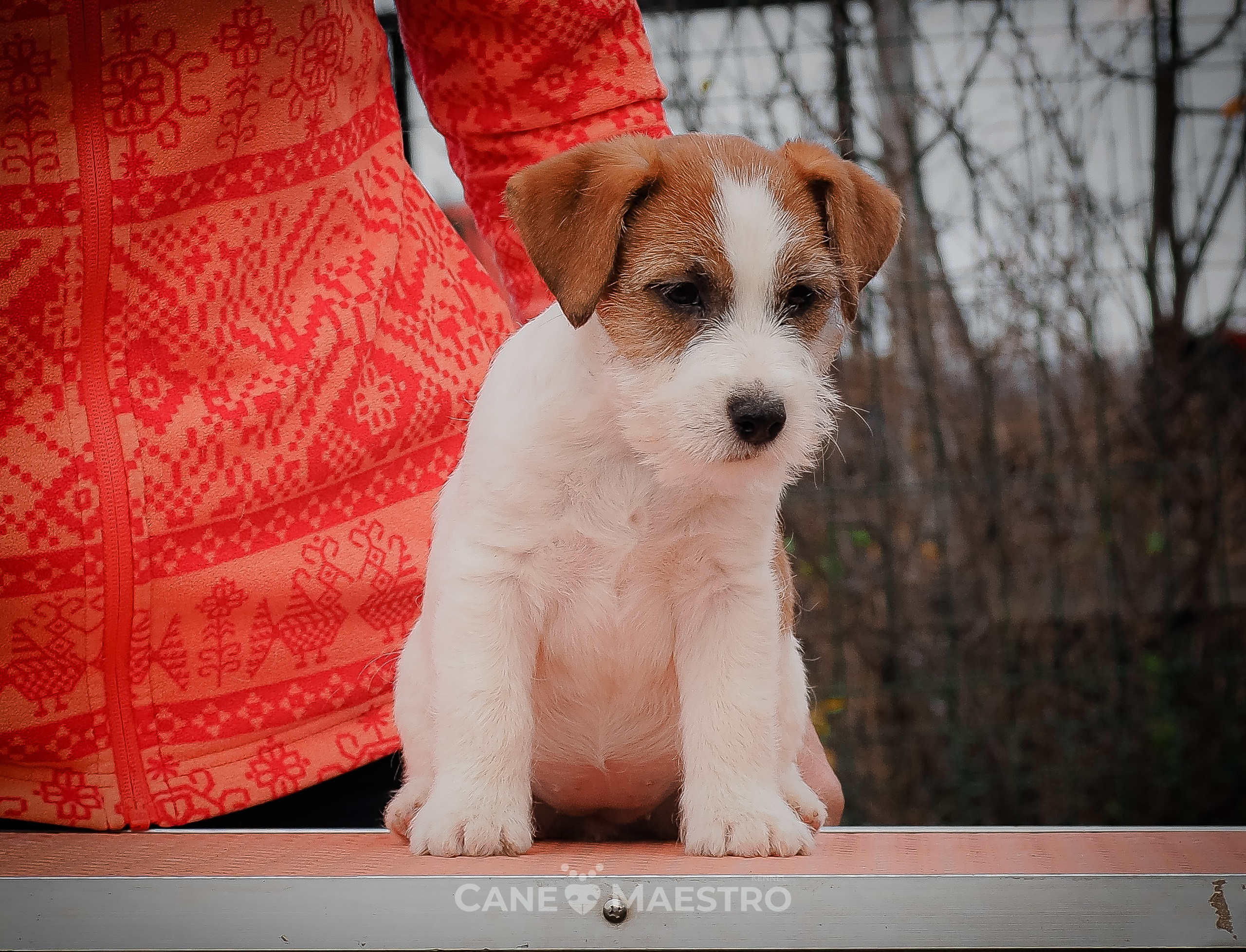 Сука2_БР_27_08_25. CANE MAESTRO — kennel Jack Russell Terrier