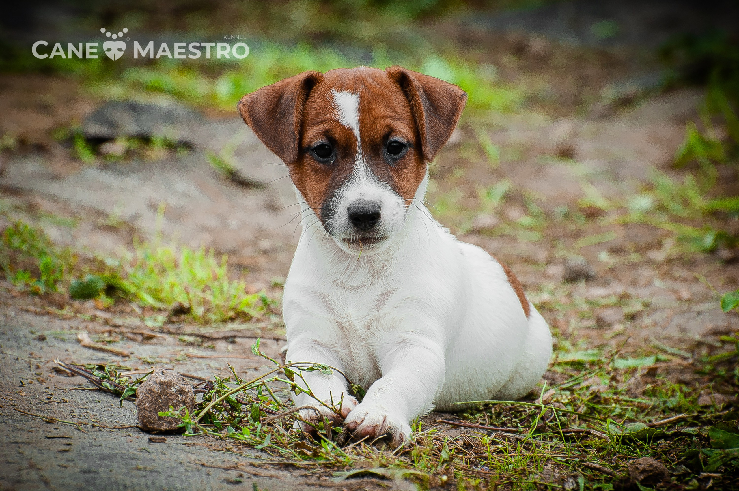 ЭМЕНТАЛЬ_КОБЕЛЬ. CANE MAESTRO — kennel Jack Russell Terrier