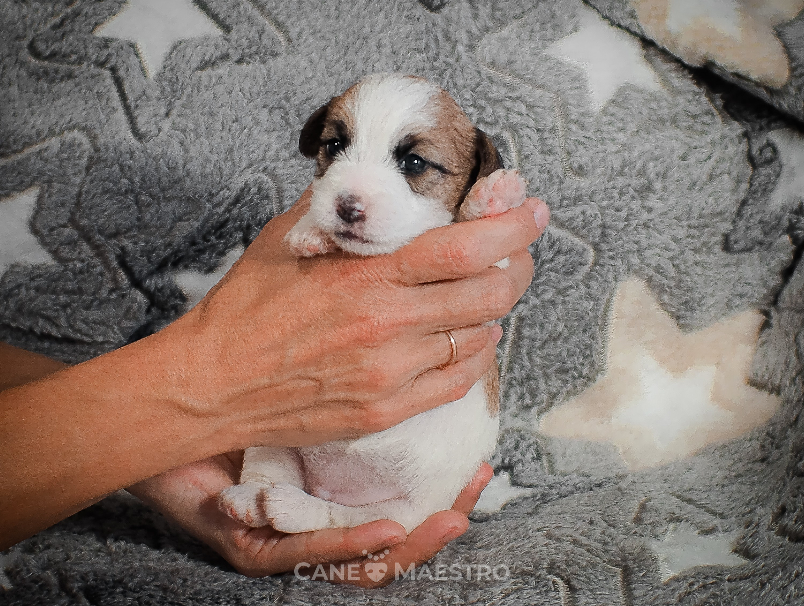 Сука2_БР_27_08_25. CANE MAESTRO — kennel Jack Russell Terrier