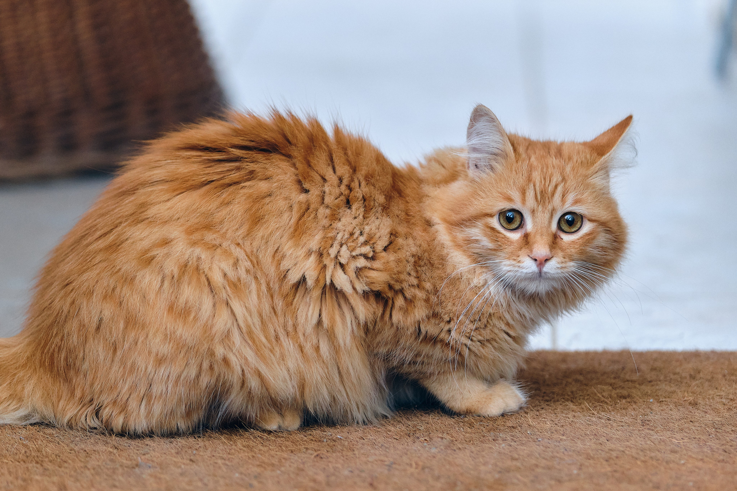 Cyprus > 2023 / kat. Aleksandr Kobtsev