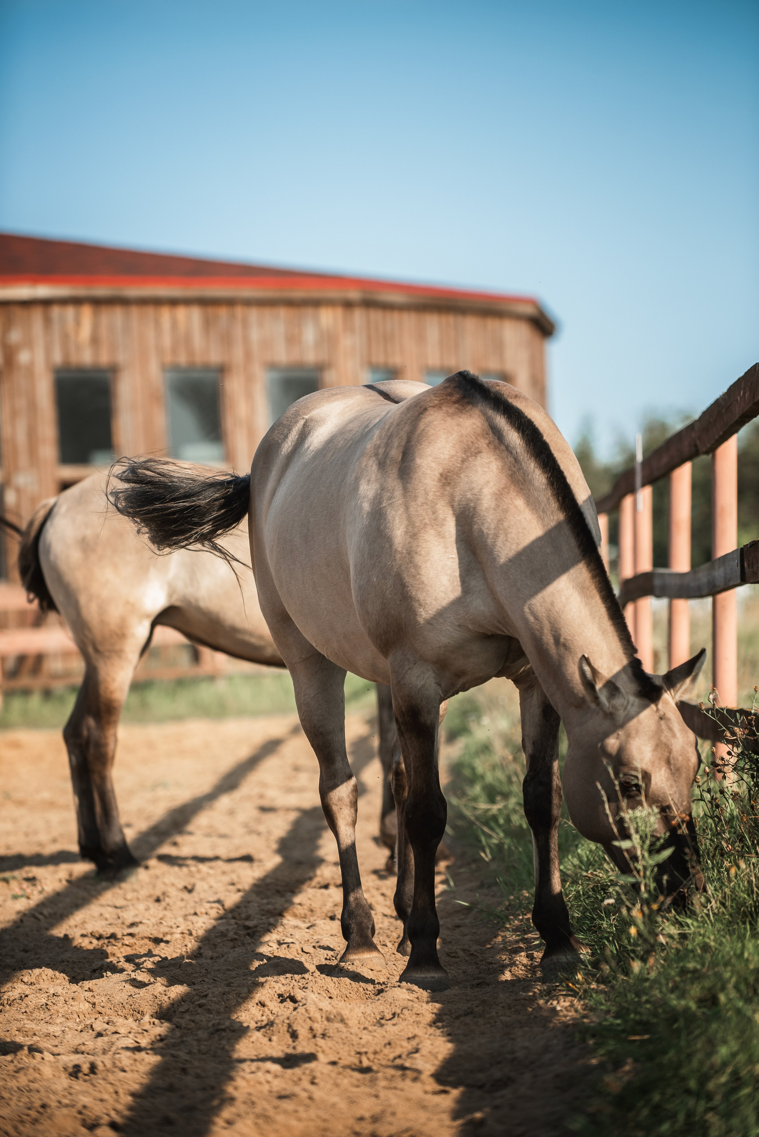 Катя SedlaMSK и Кася с Габи. Конный фотограф Куракина Дарья • Фотосессии с лошадьми