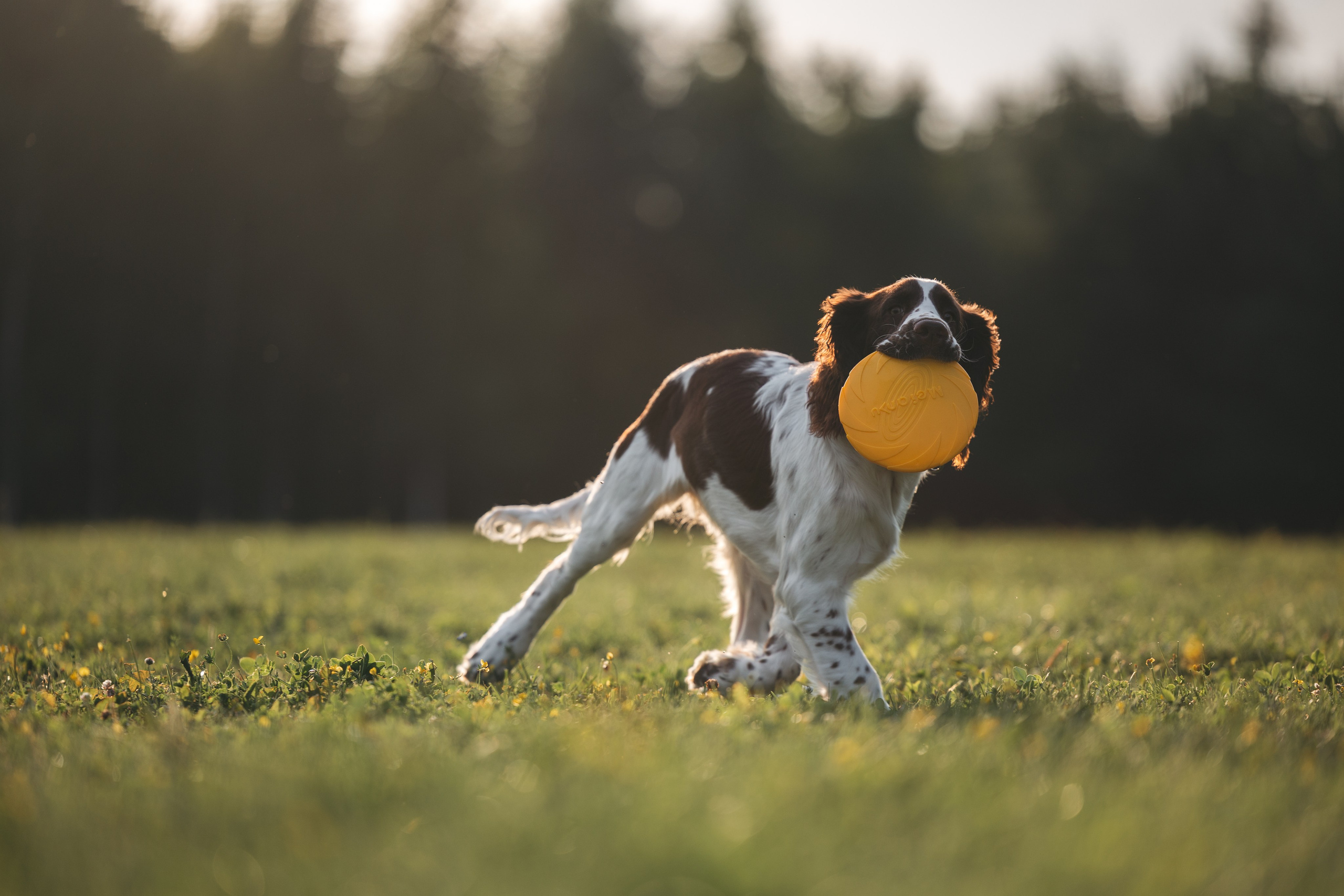 На закате. Фотограф Анималист в Москве Анастасия Жучкова
