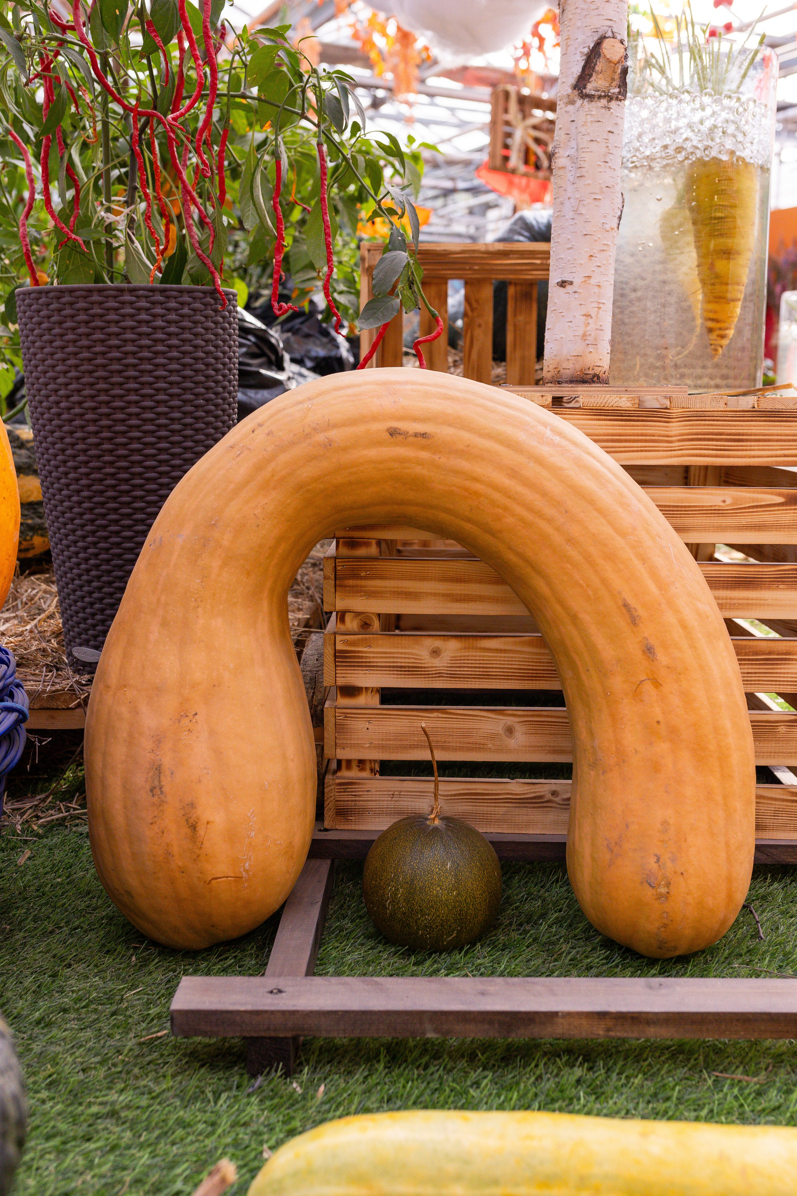 Овощи-гиганты. Александра Куликова фотограф, Москва