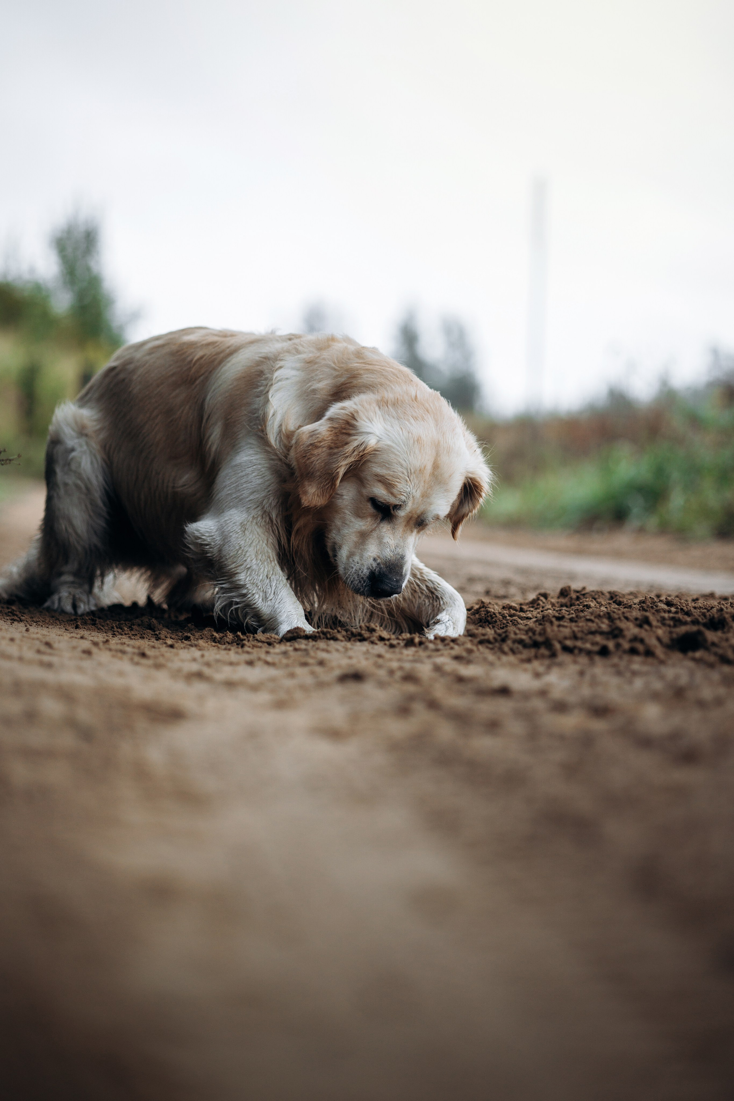 Лёва и его семья. Фотограф — Анималист | Санкт-Петербург