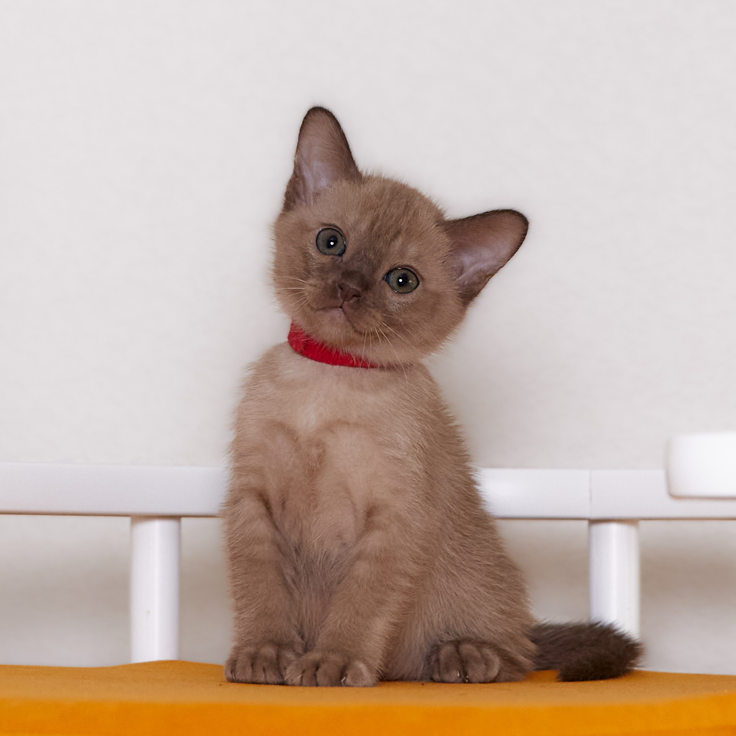 Afina (Магнитогорск). Питомник «Bouncy Life»