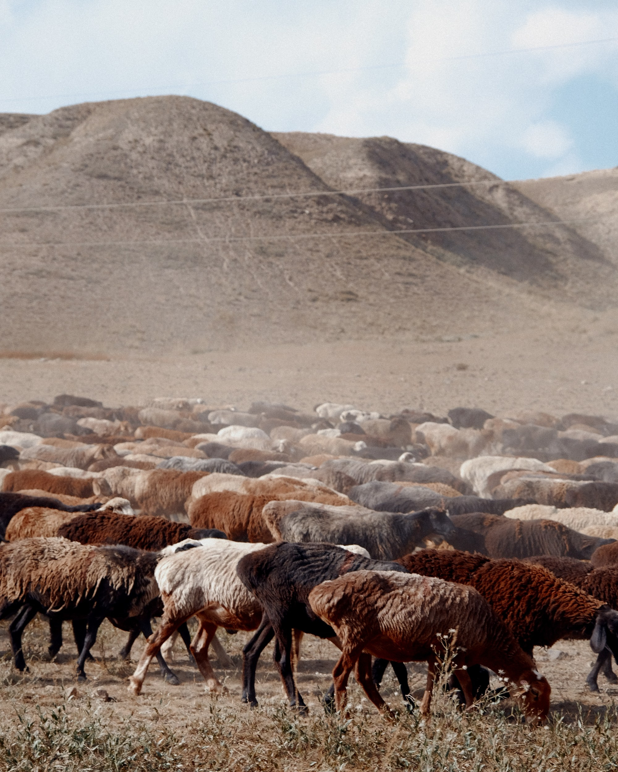 Кыргызстан. Фотограф Дмитрий Олрайт | Калуга, Россия