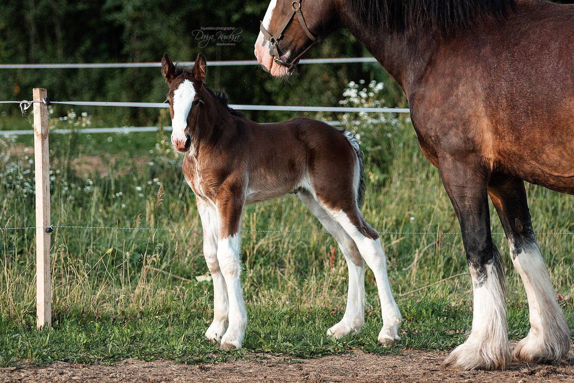 Рапунцель и Квини. Конный фотограф Куракина Дарья • Фотосессии с лошадьми