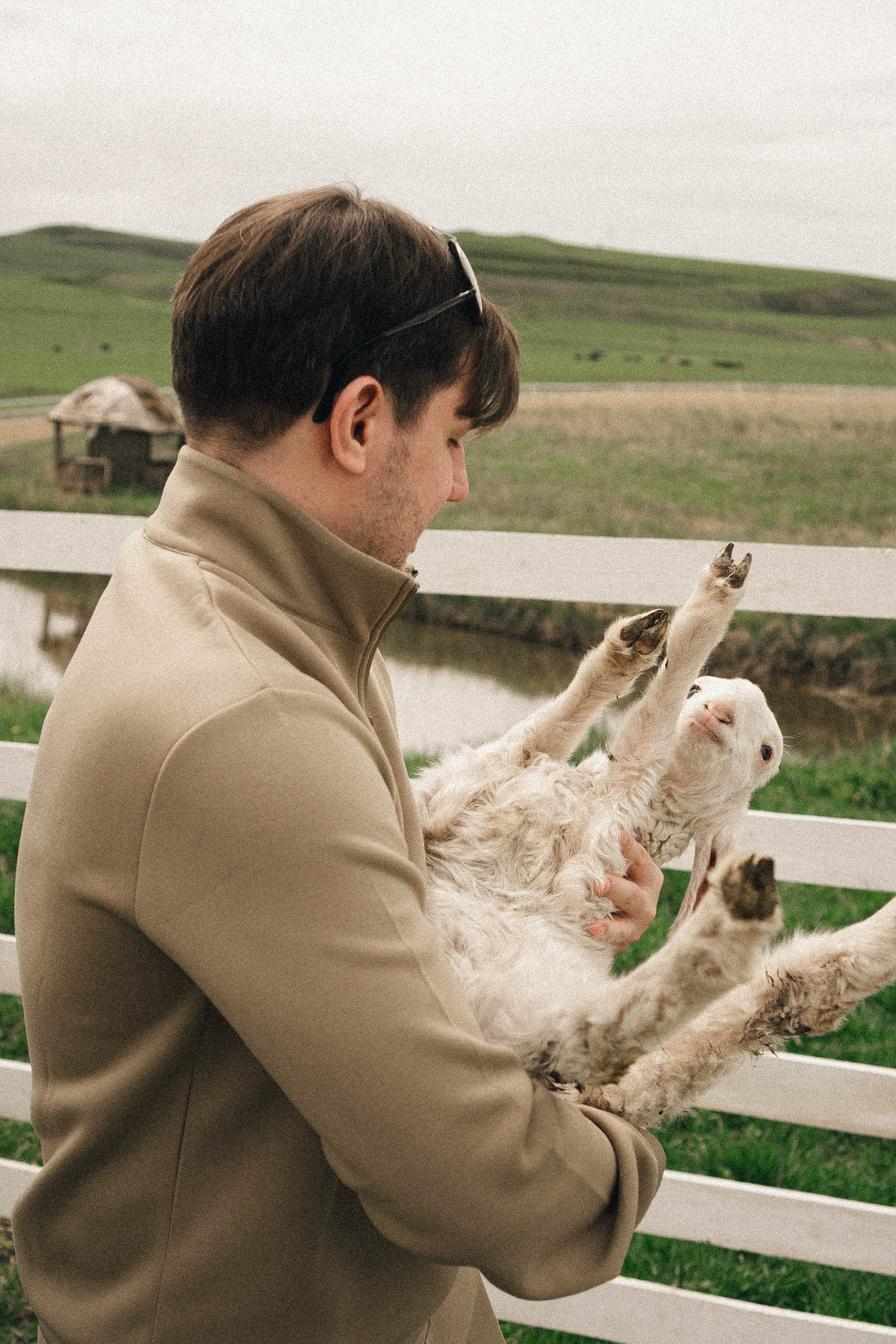 Ферма Альпак. Профессиональный фотограф, Санкт-Петербург — Виктория Богомолова
