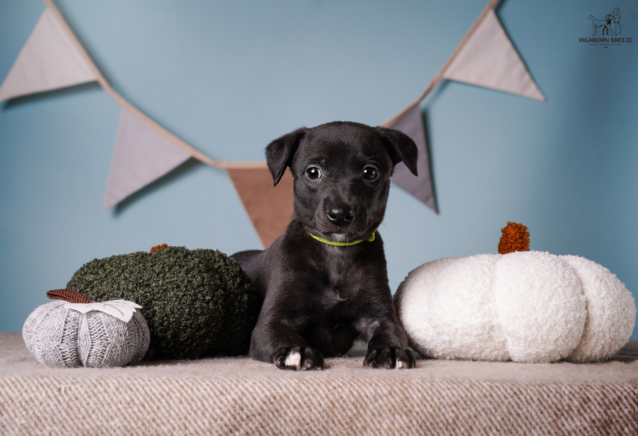 Щенки уиппета. Фотограф-анималист в Санкт-Петербурге Яна Мартынова