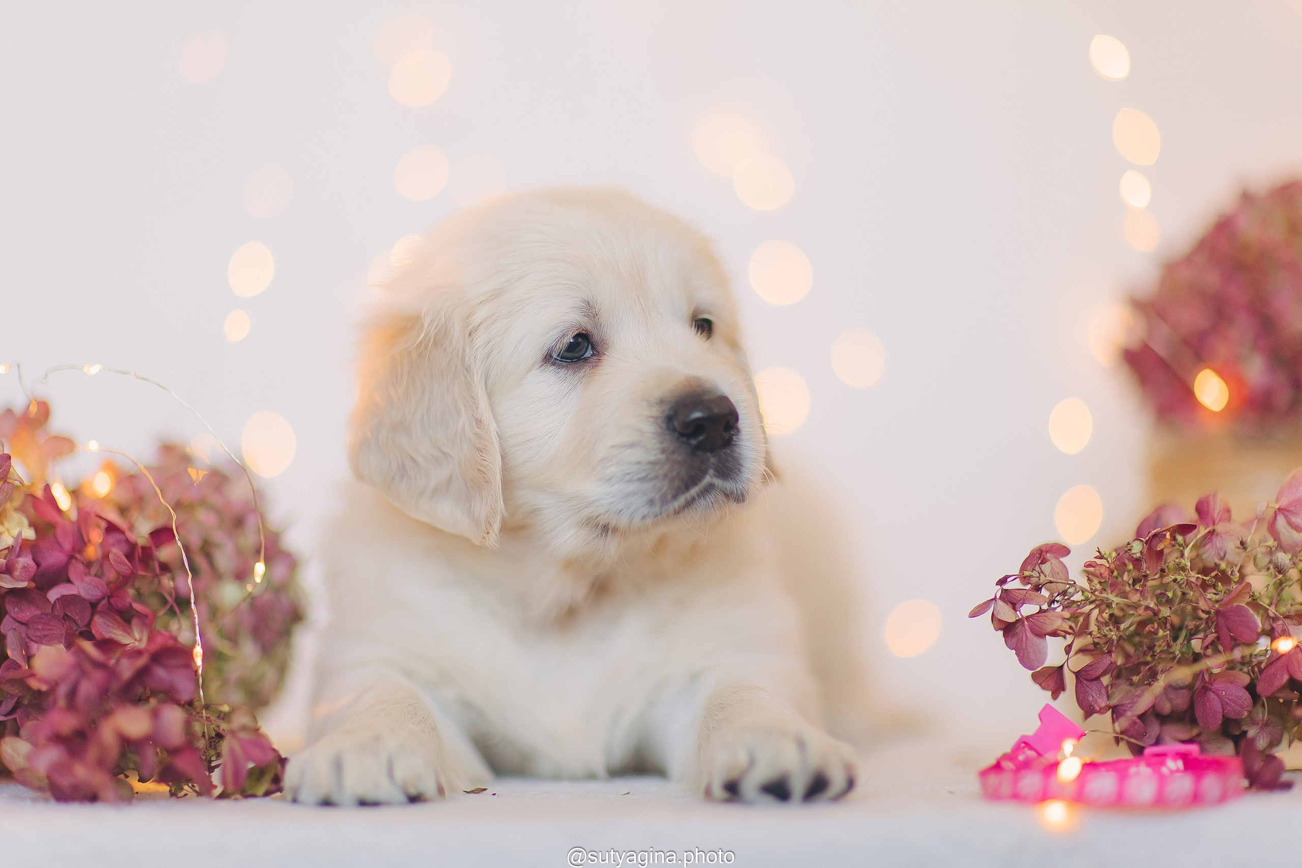 Розовый ошейник. Свадебный и женский фотограф