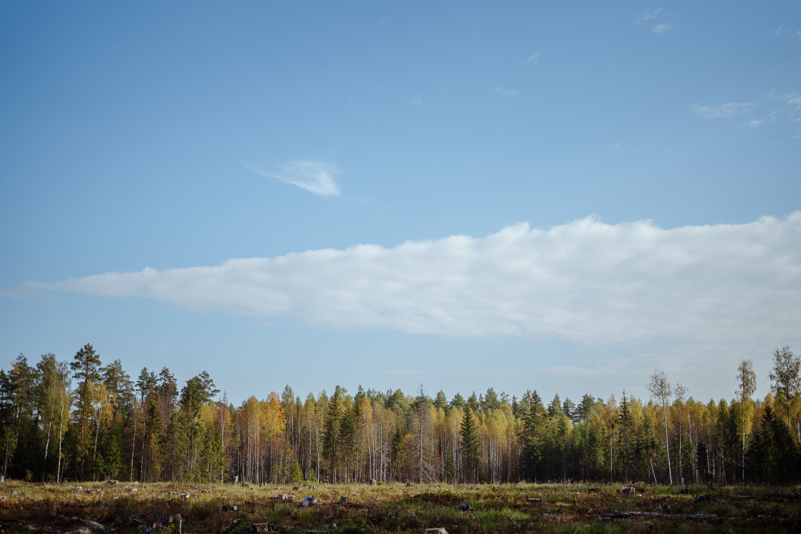 СБЕР · ЭКА · Посадка сеянцев. Владимир Вершинин, тот самый свадебный видеограф