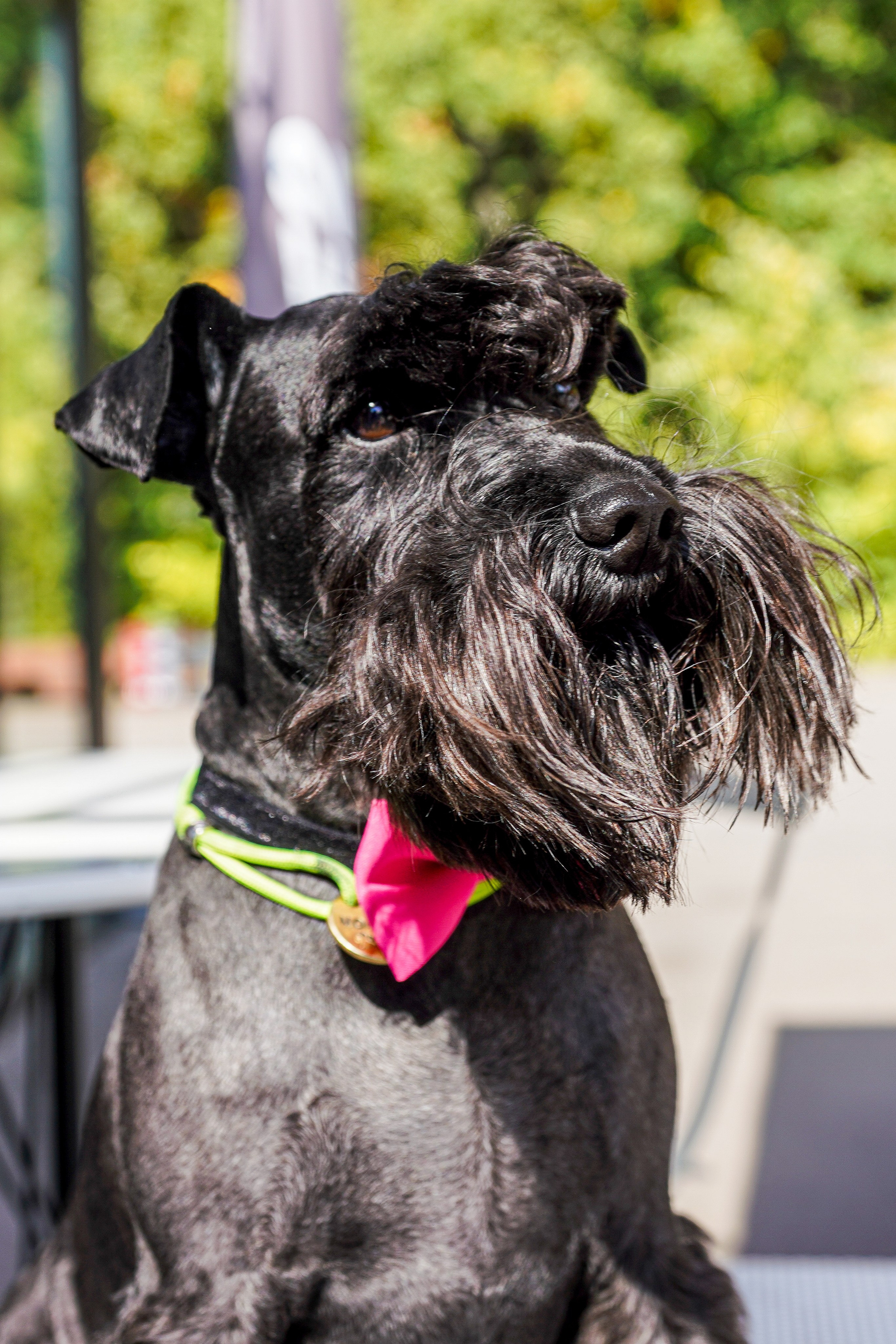 ДР собаки по имени Моррис :). Фотограф Казань