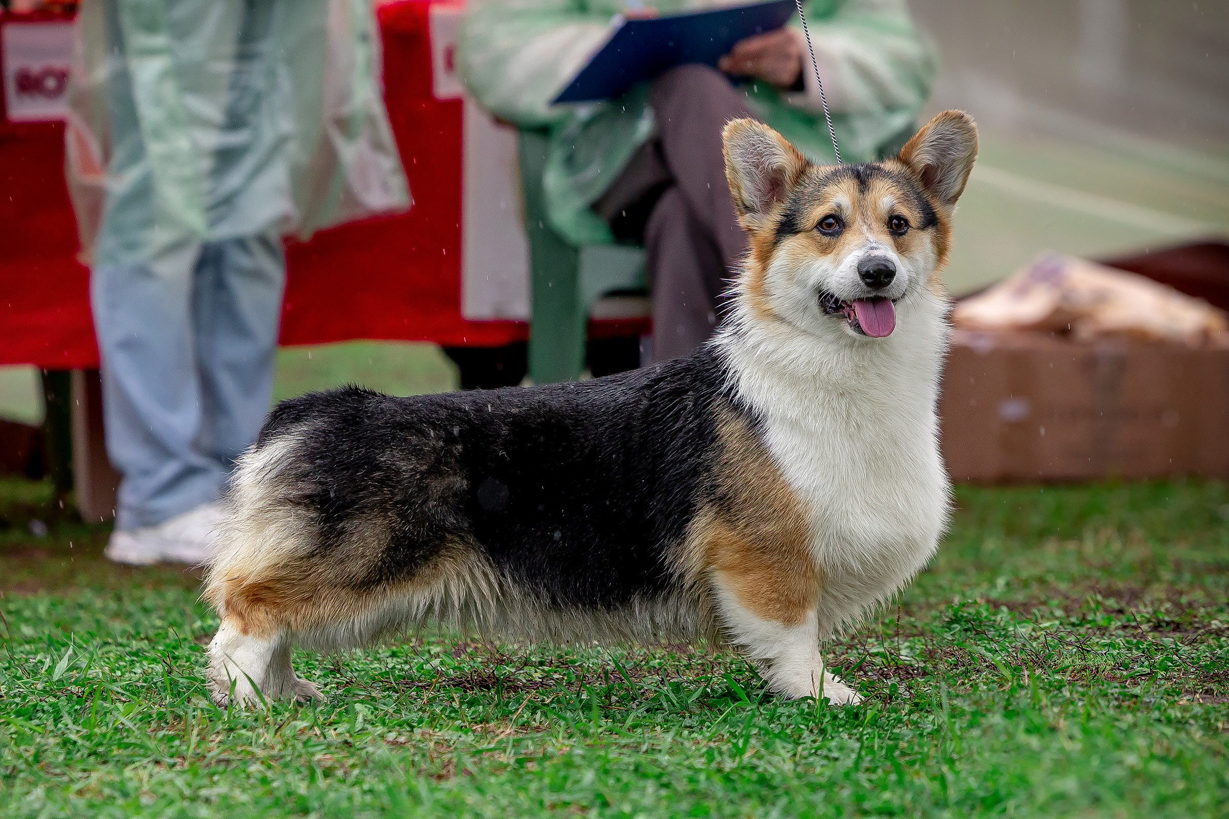 11 мая 2025, Выставка РКФ, г. Пермь. Htykk_photo