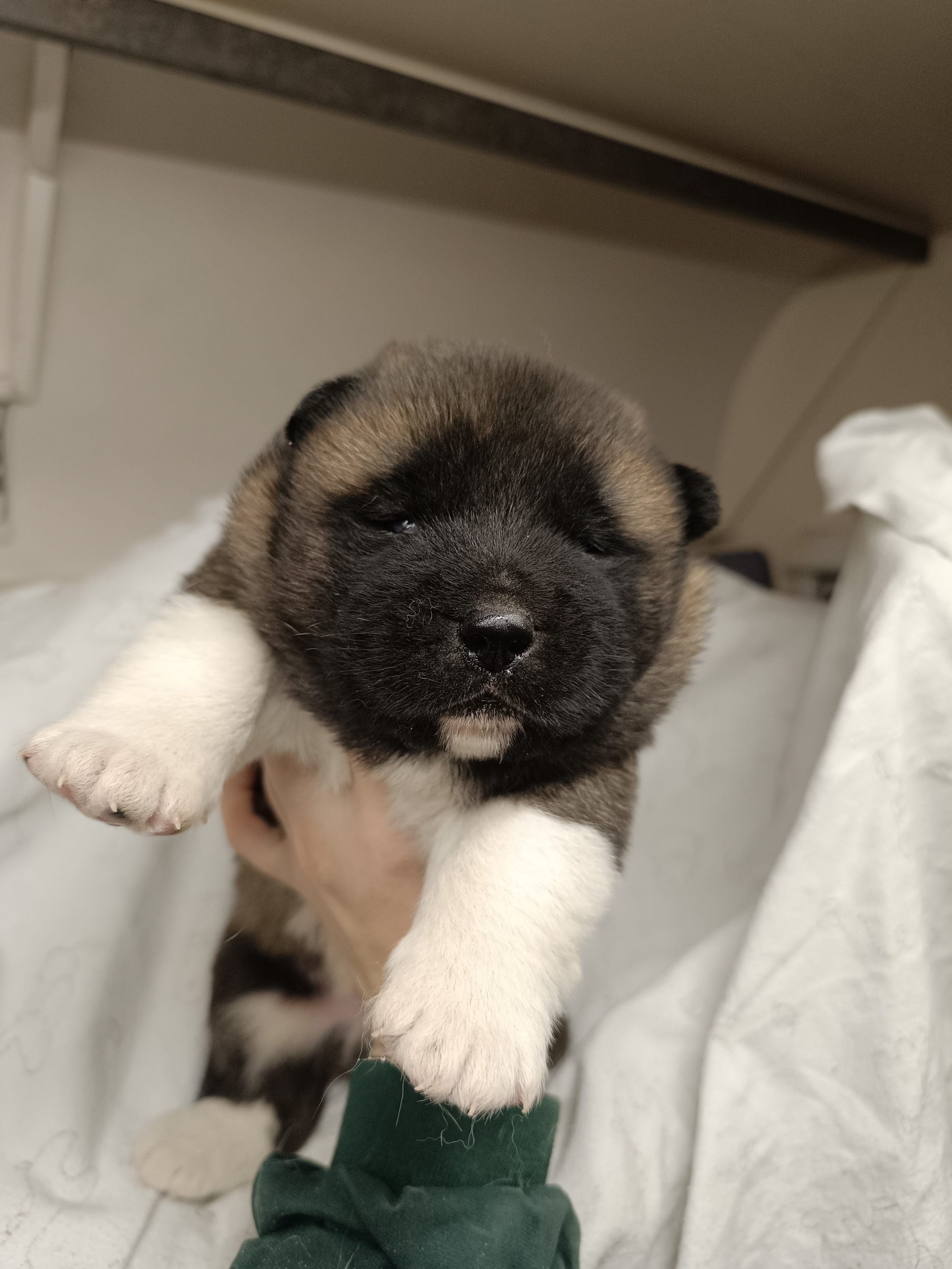 Американская акита  щенки питомник Санкт-Петербург клубные щенки Американская акита питомник RUBYLIGHT Рубилайт купить щенка американской акиты