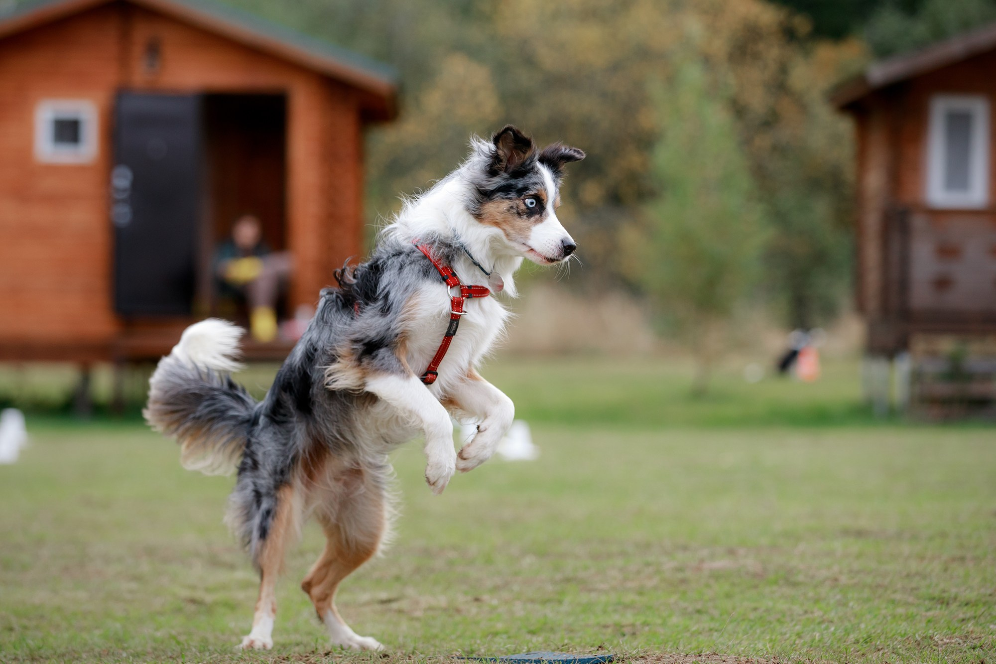 Лагерь по ОБД с Инной Баженовой. Фотограф-анималист Mary Mart — Москва, Питер