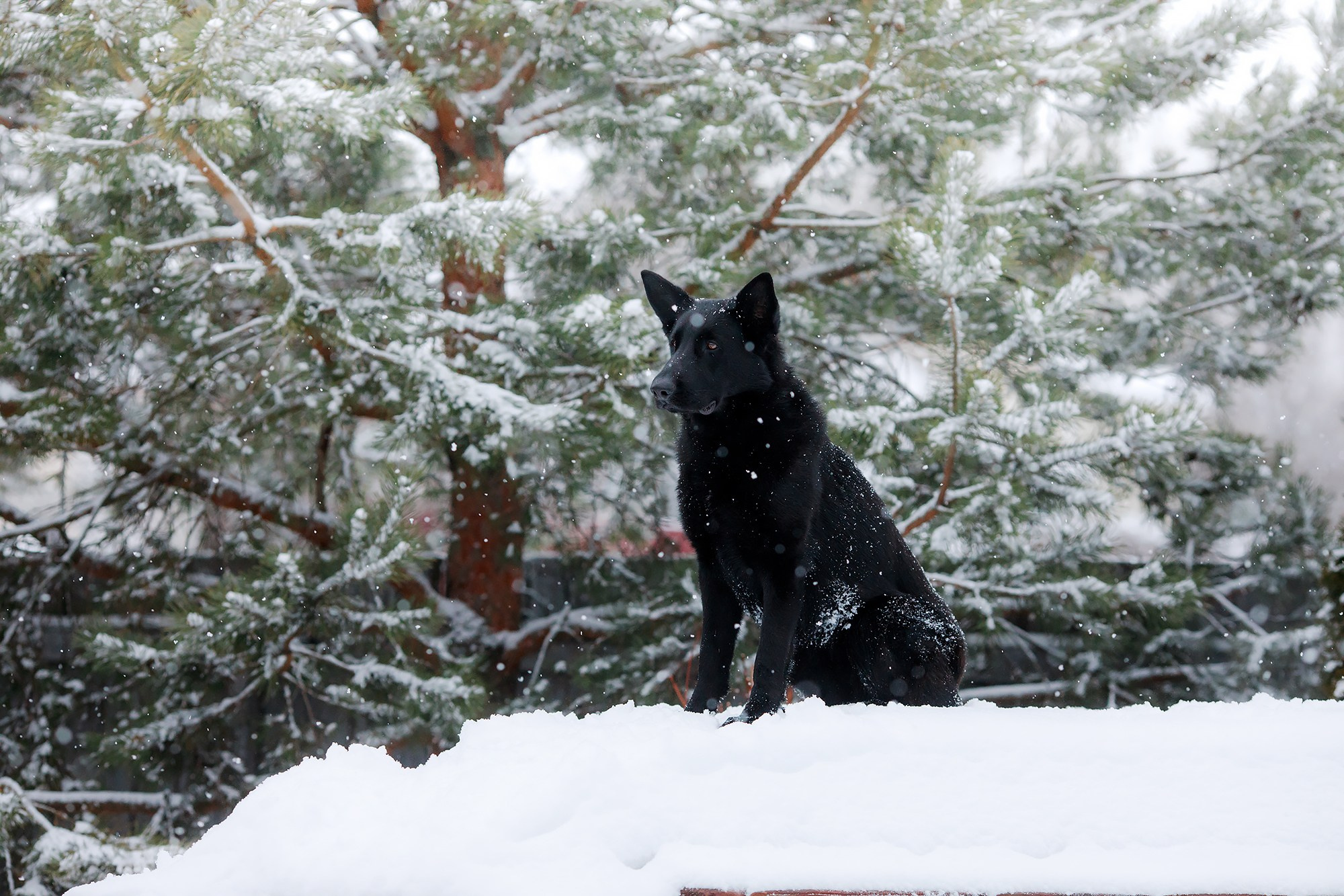 Зимние портреты. Фотограф-анималист Mary Mart — Москва, Питер
