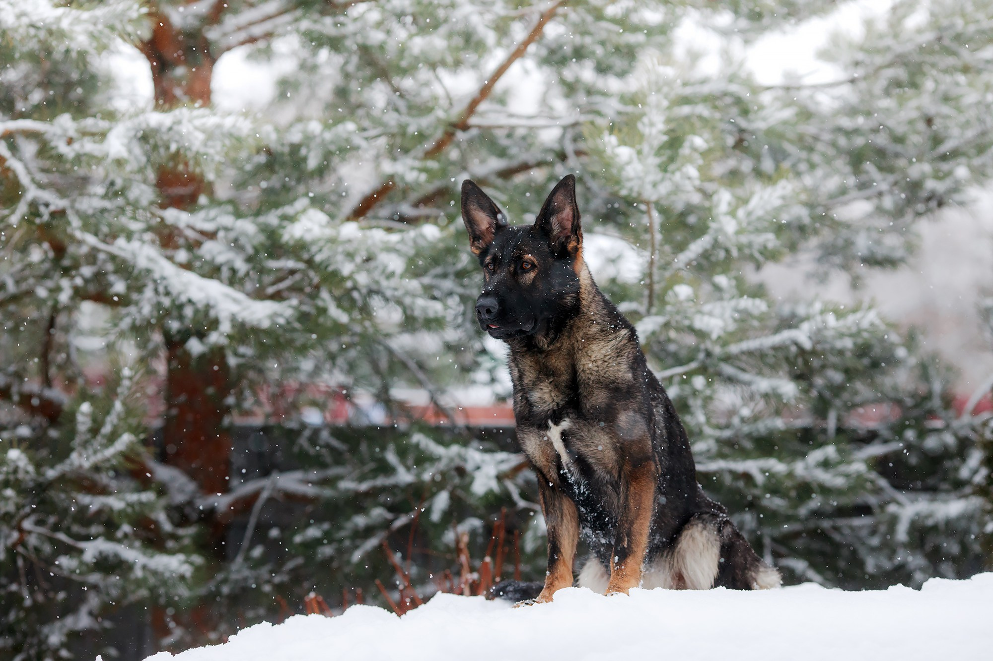 Зимние портреты. Фотограф-анималист Mary Mart — Москва, Питер
