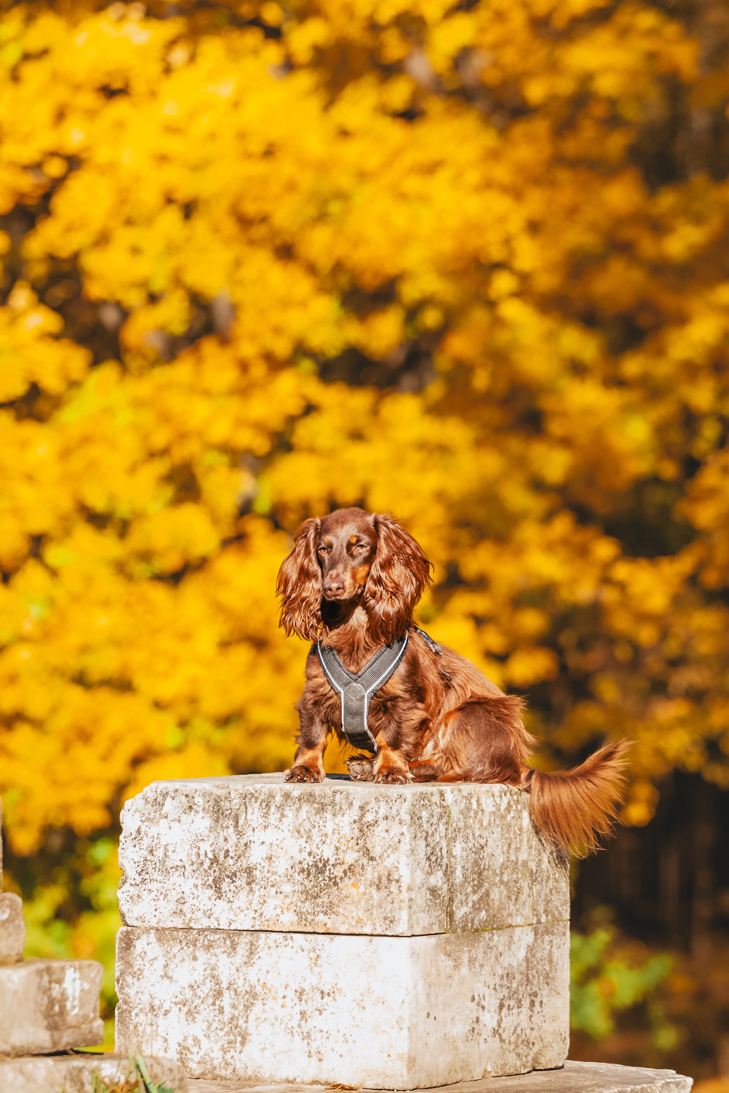 Света, Хайди, Богдана. Фотограф-анималист Татьяна Степанова