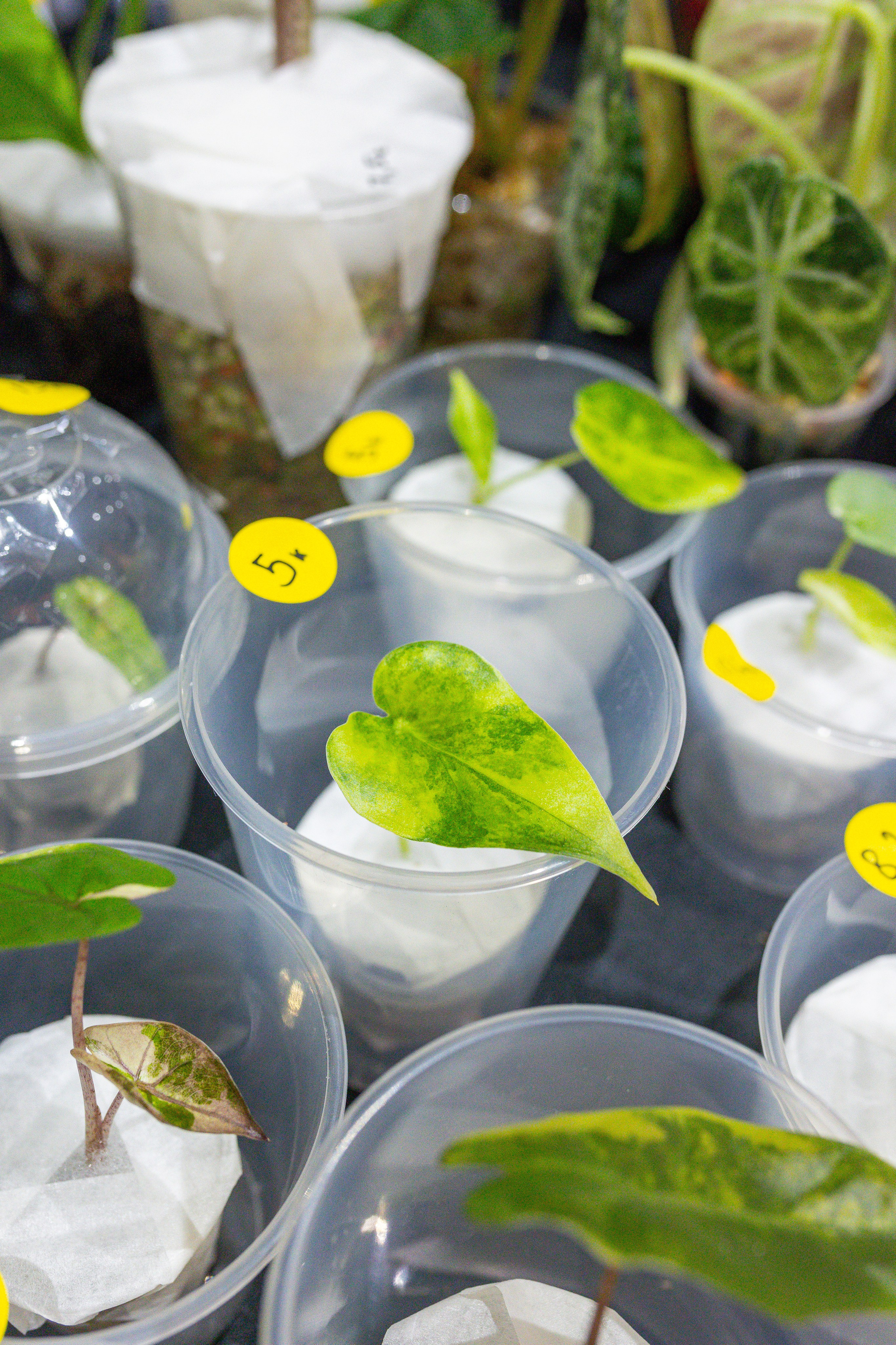 Монстериум 11–12 октября. Александра Куликова фотограф, Москва