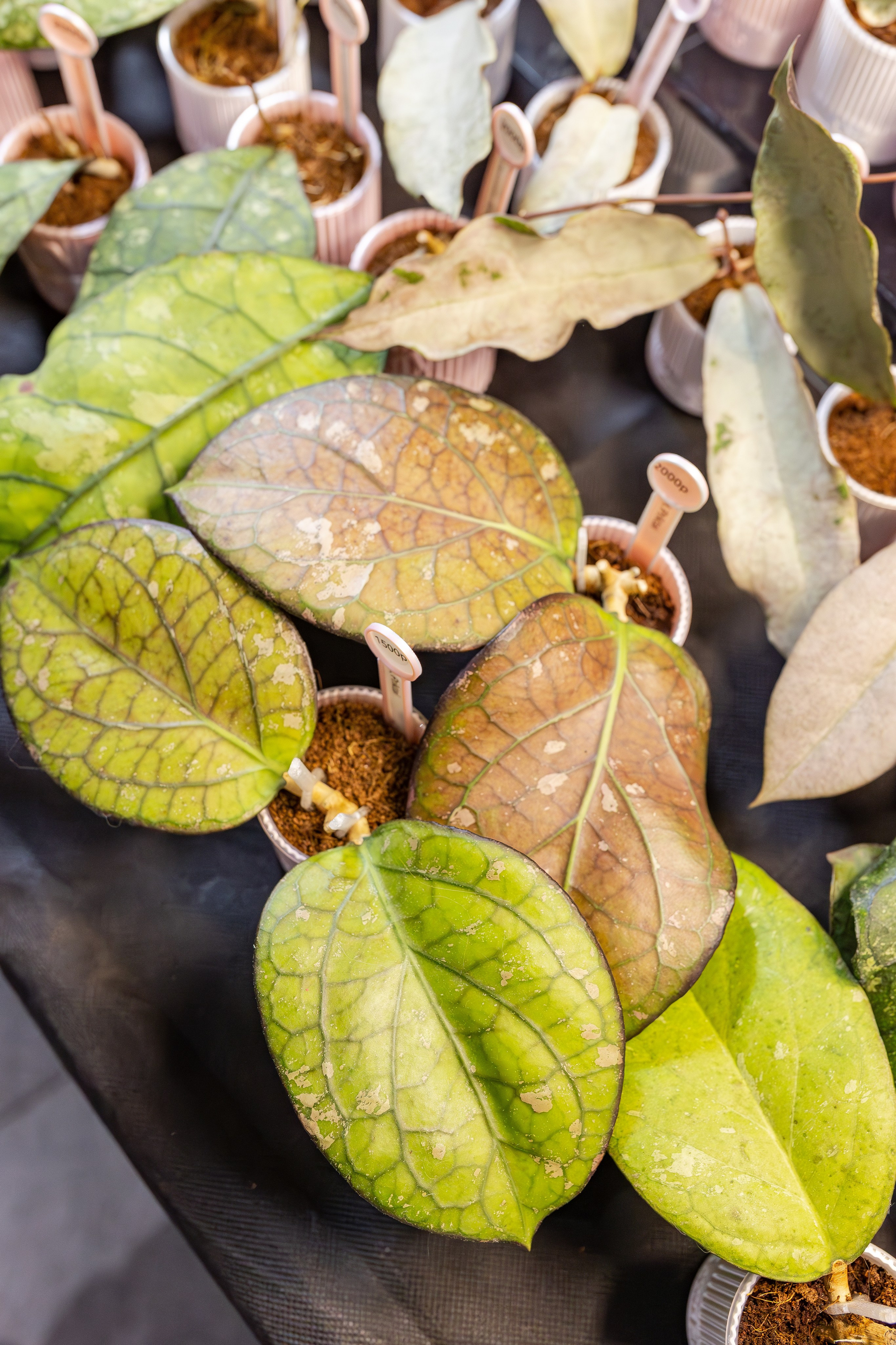 Монстериум апрель 2026. Александра Куликова фотограф, Москва