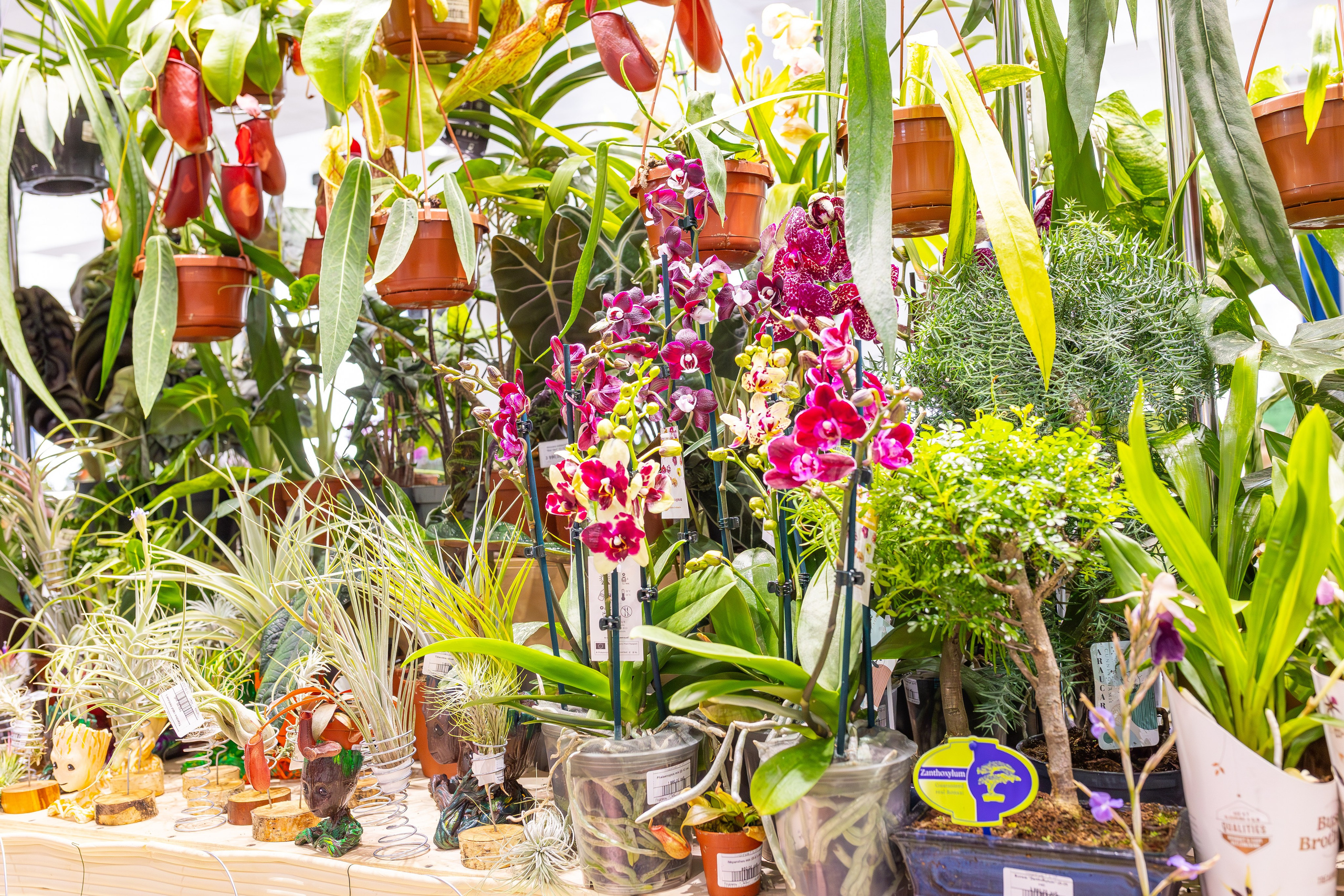 Орхидиум сентябрь 2025. Александра Куликова фотограф, Москва